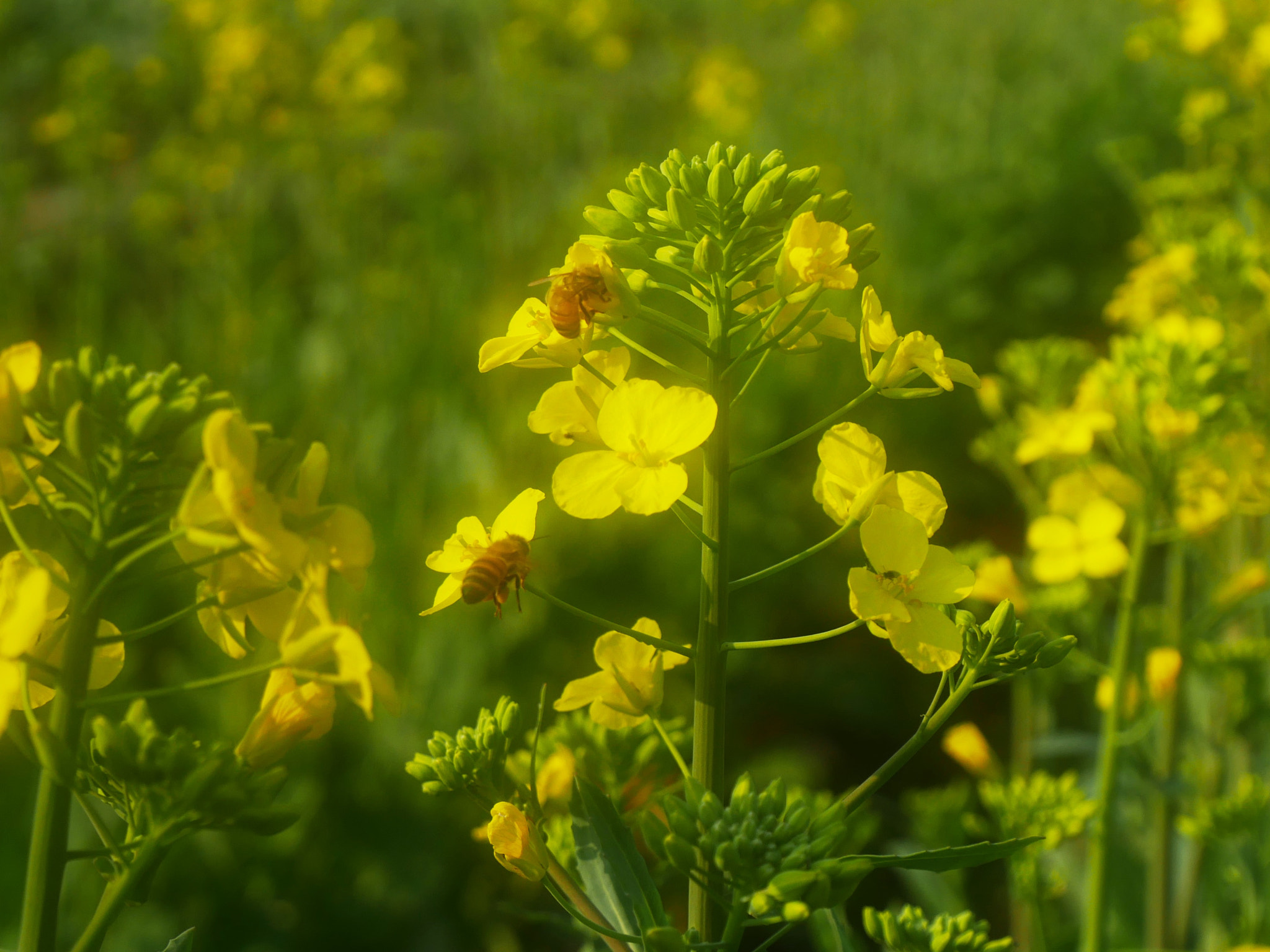 Panasonic Lumix DC-GX850 (Lumix DC-GX800 / Lumix DC-GF9) sample photo. Yellow flowers in spring photography