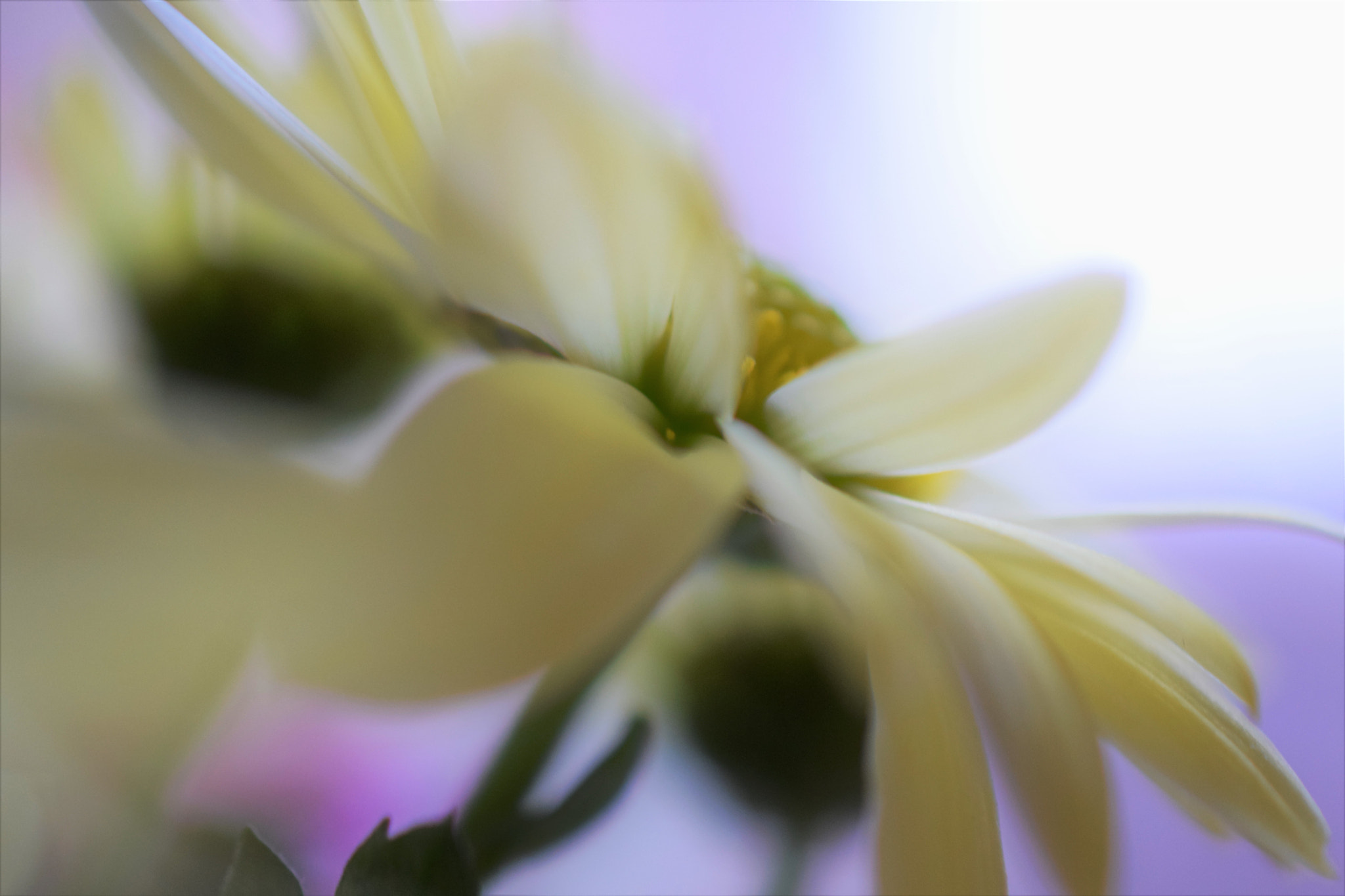 Nikon AF-S DX Micro Nikkor 40mm F2.8 sample photo. Expectation photography