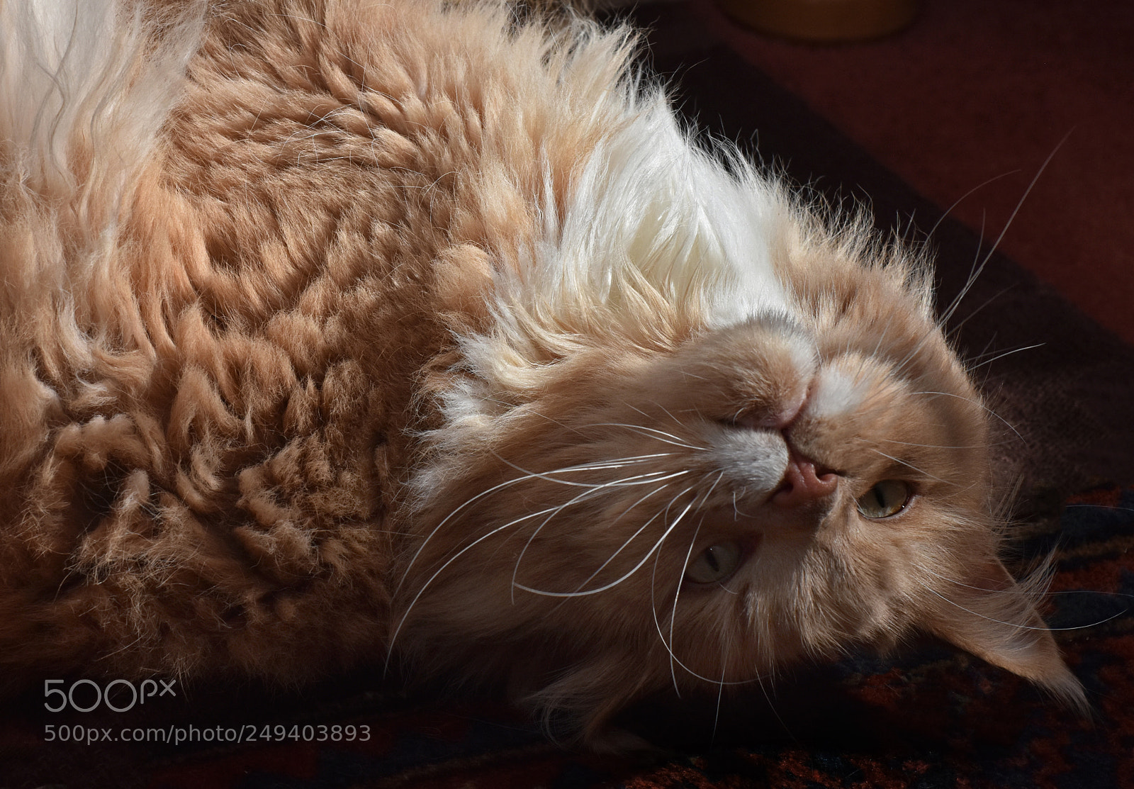 Nikon D7200 sample photo. How does the world photography