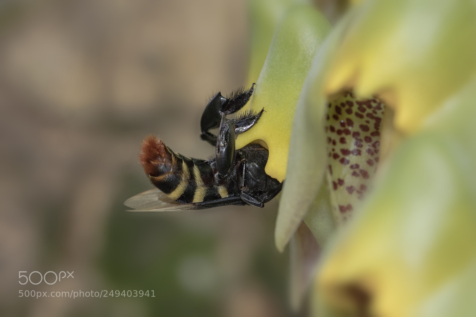 Canon EOS 80D sample photo. Bee and flower photography