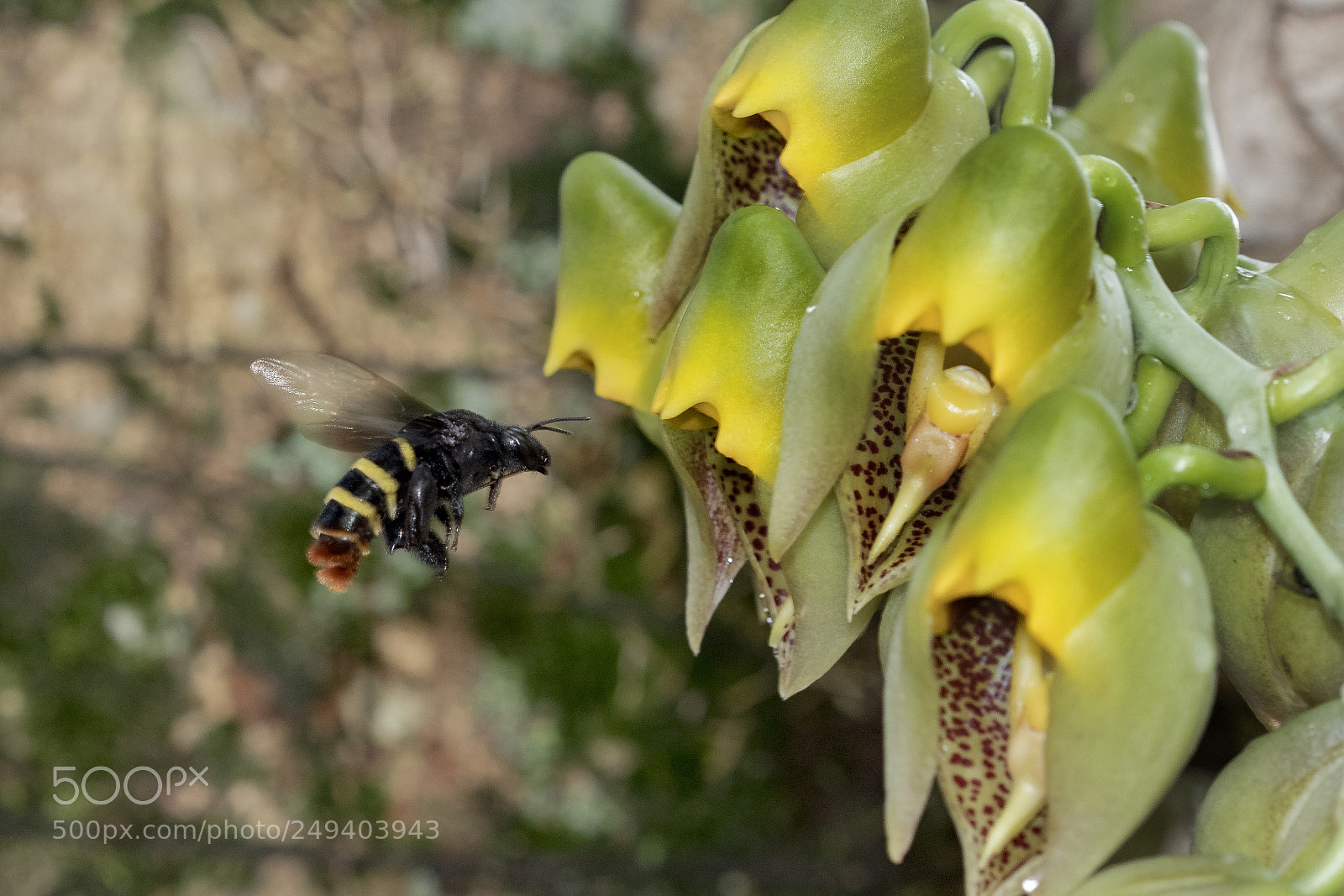 Canon EOS 80D sample photo. Bee and flower photography