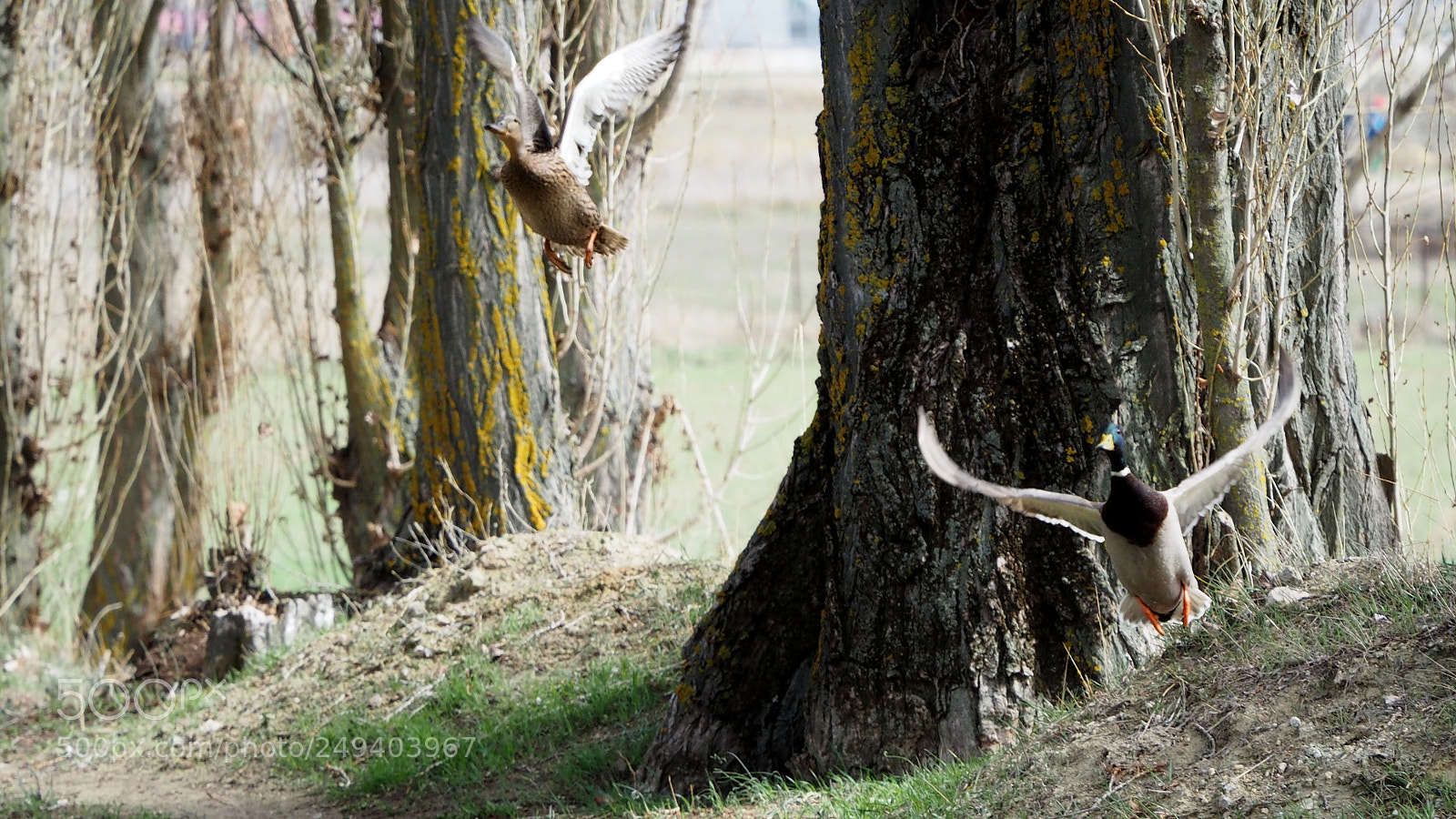 Olympus OM-D E-M5 II sample photo. Levantando el vuelo photography