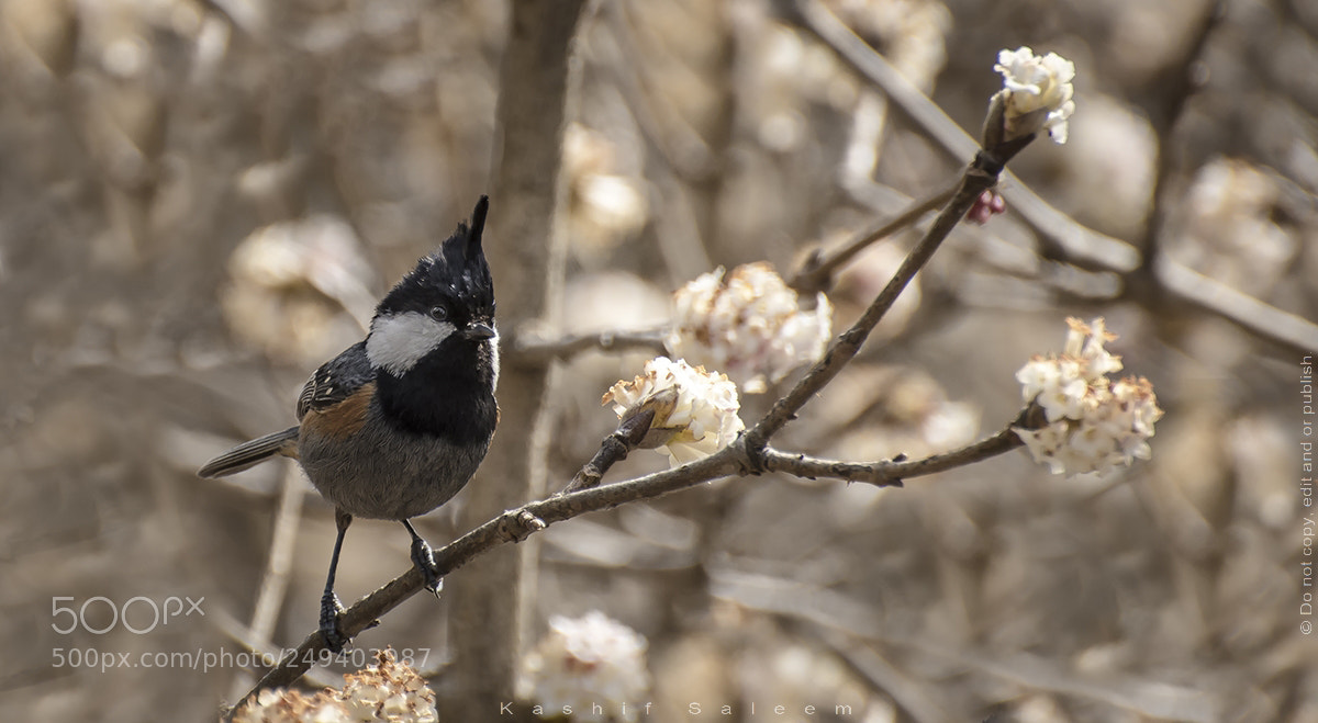 Nikon D7200 sample photo. Black-crested tit photography
