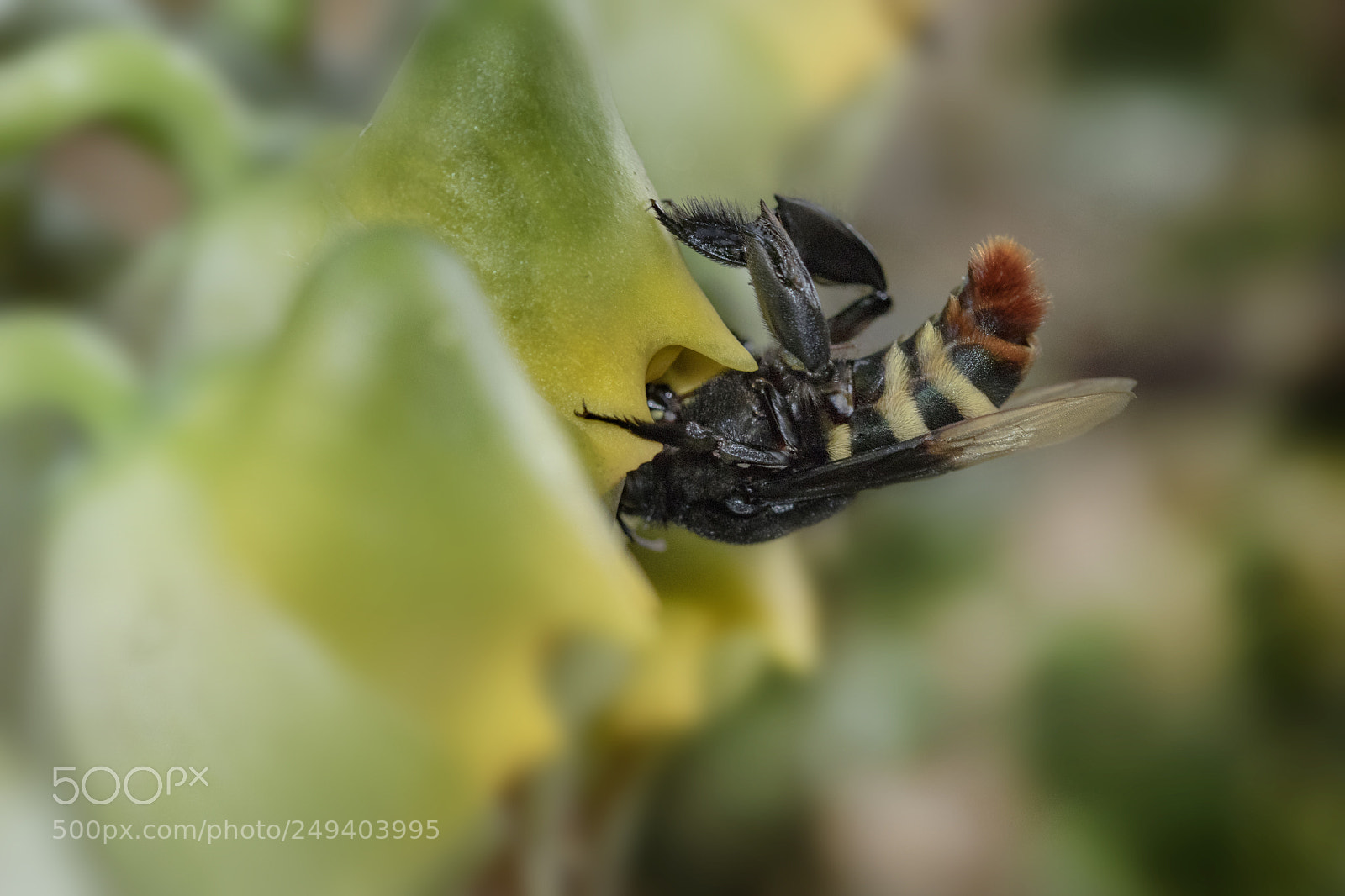 Canon EOS 80D sample photo. Bee and flower photography