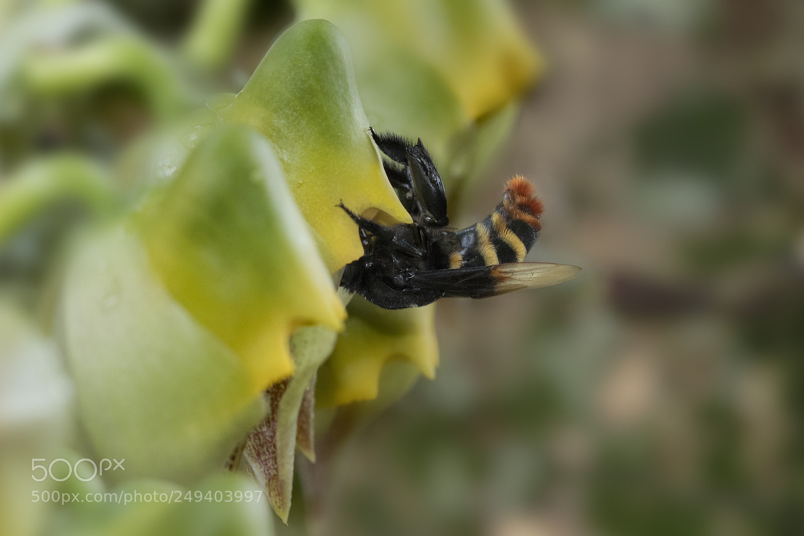 Canon EOS 80D sample photo. Bee and flower photography