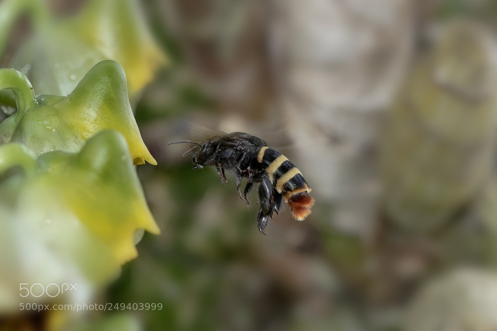 Canon EOS 80D sample photo. Bee and flower photography