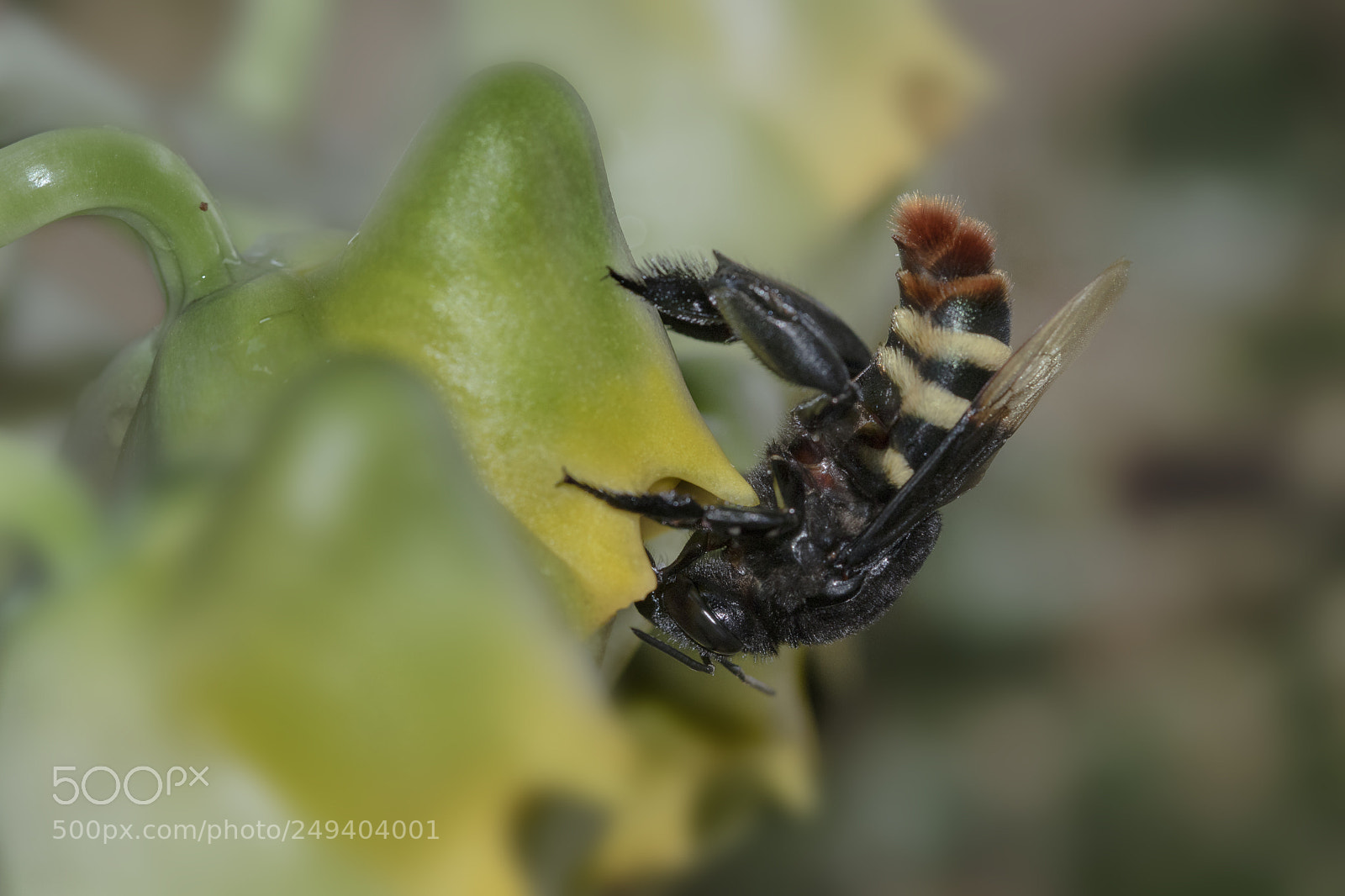 Canon EOS 80D sample photo. Bee and flower photography