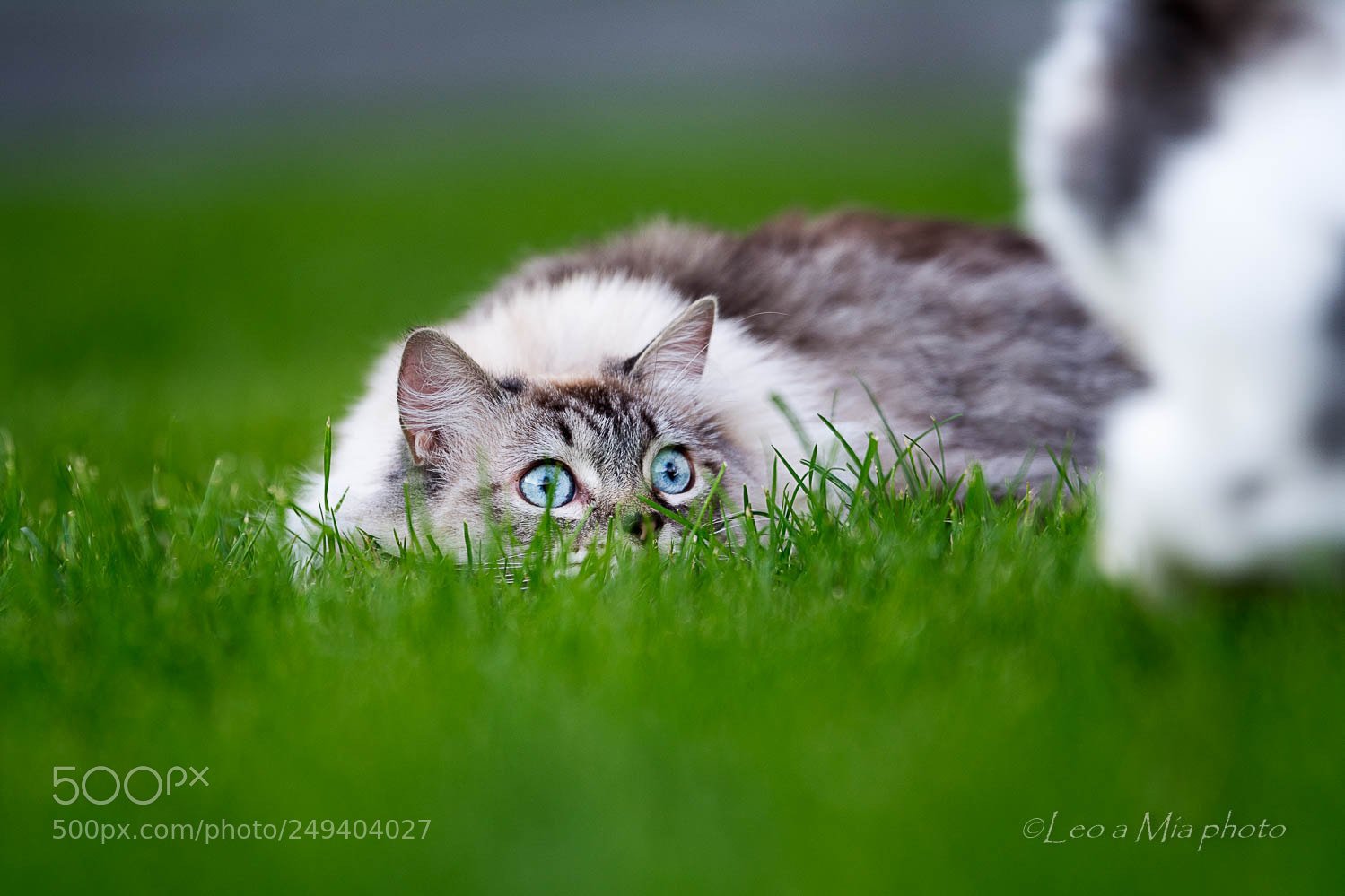 Nikon D7100 sample photo. In the grass photography
