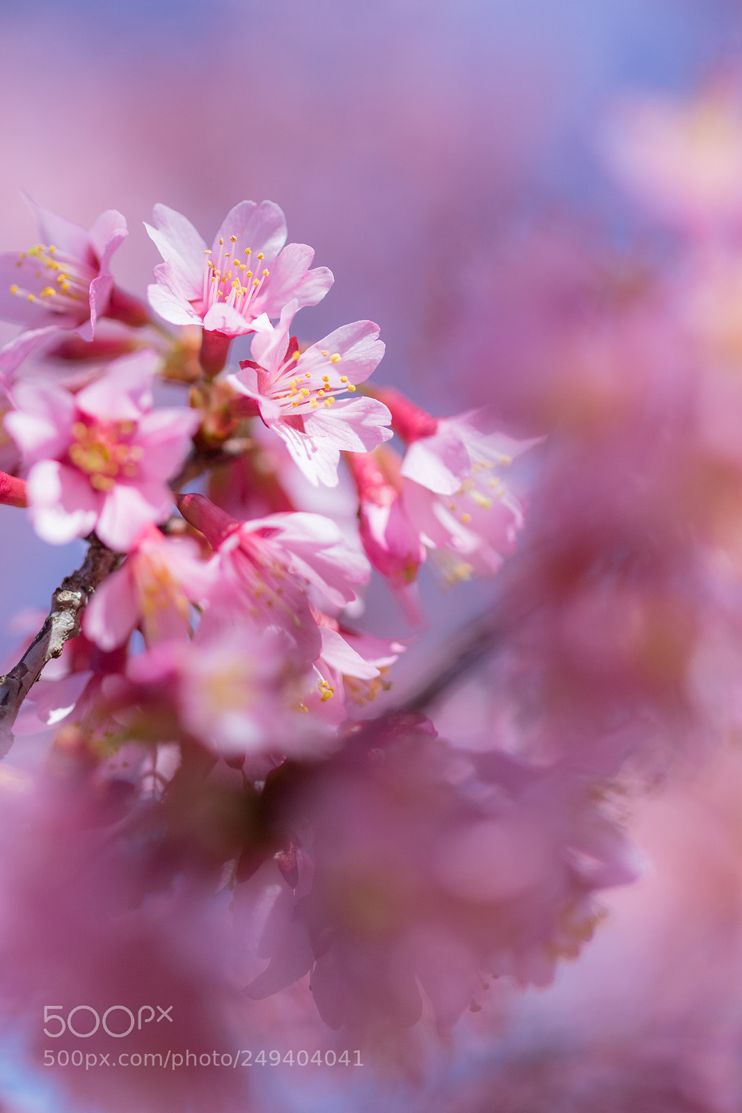 Canon EOS 7D Mark II sample photo. オカメザクラ photography