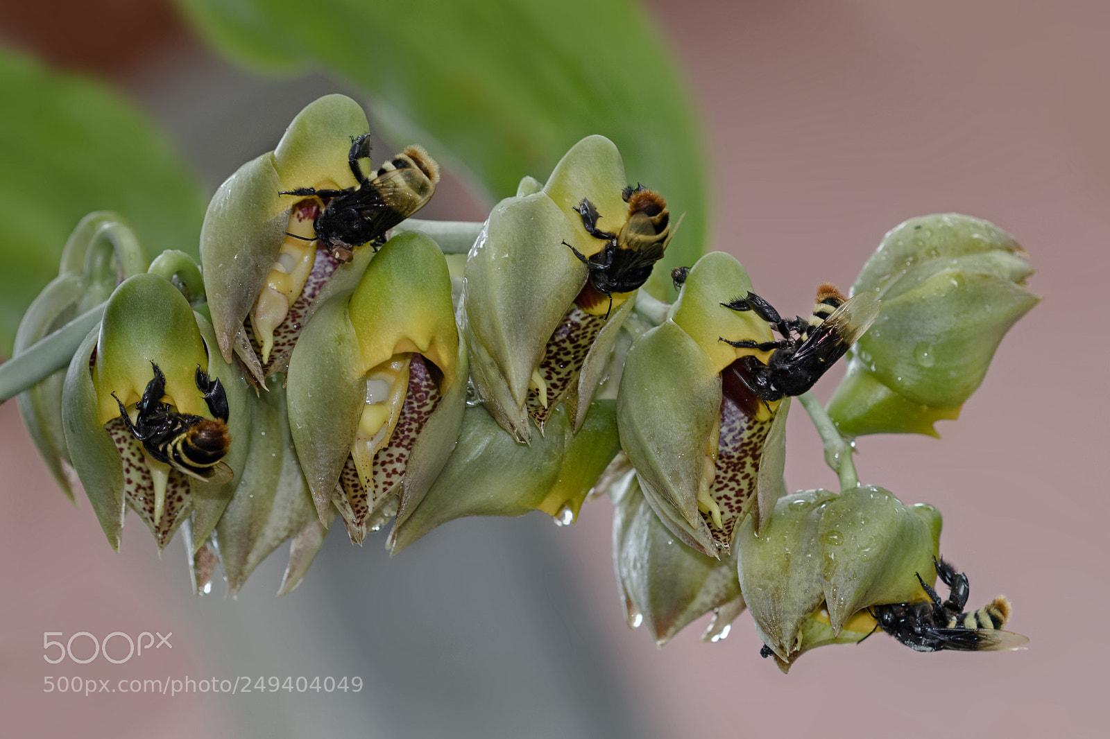 Canon EOS 80D sample photo. Bee and flower photography