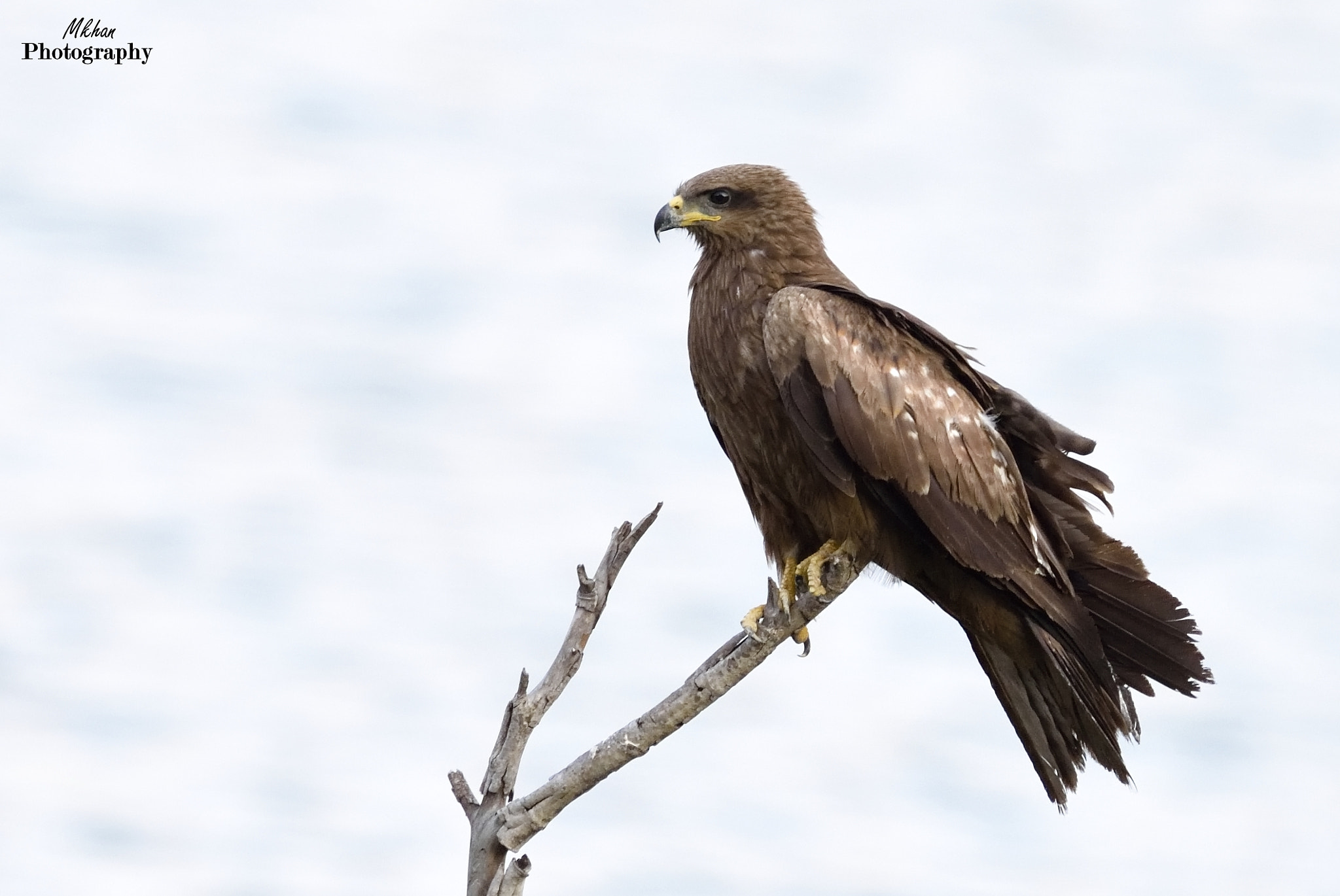 Nikon AF-S Nikkor 200-500mm F5.6E ED VR sample photo. Black kite photography