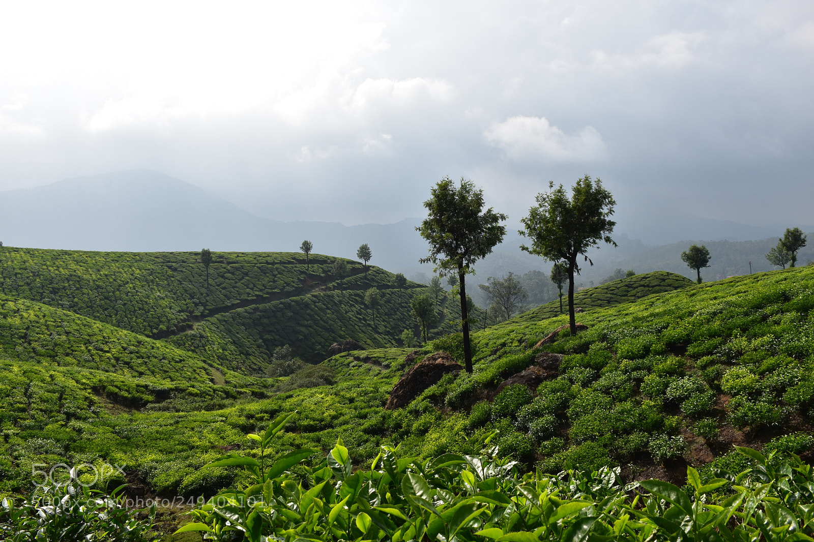 Nikon D5600 sample photo. Fresh n green photography