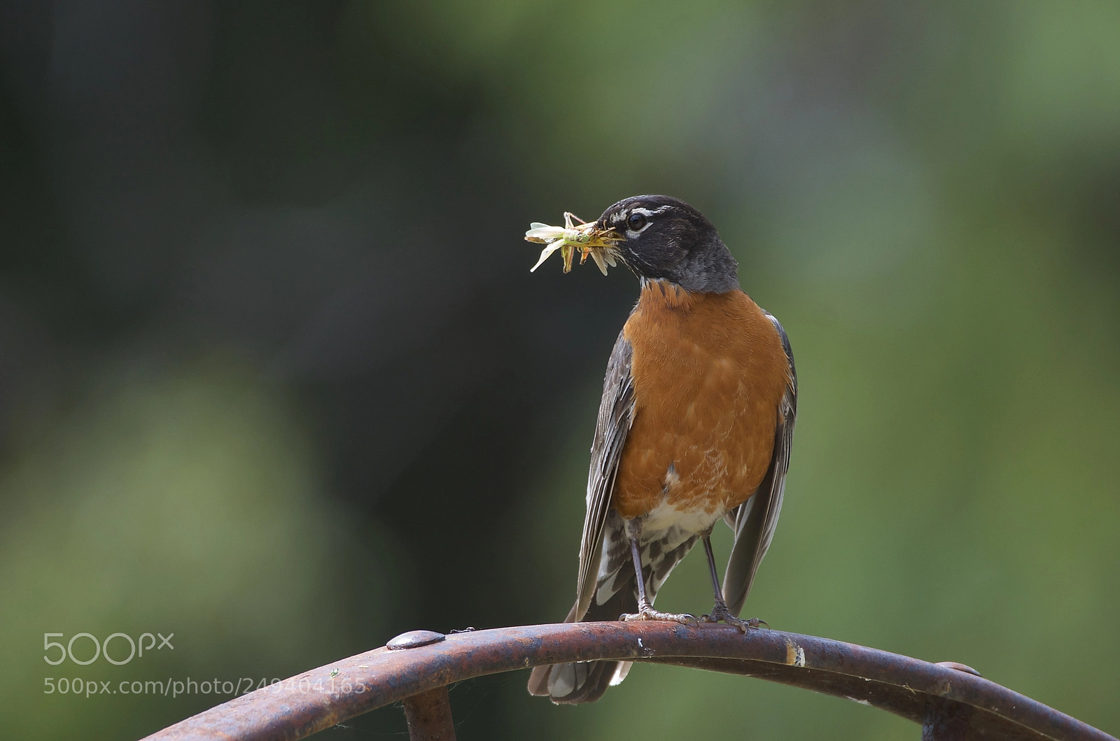 Nikon D7000 sample photo. Robin with a mouthful photography