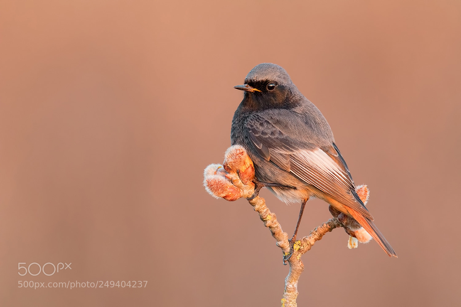 Canon EOS 5D Mark IV sample photo. Black redstart dawn photography