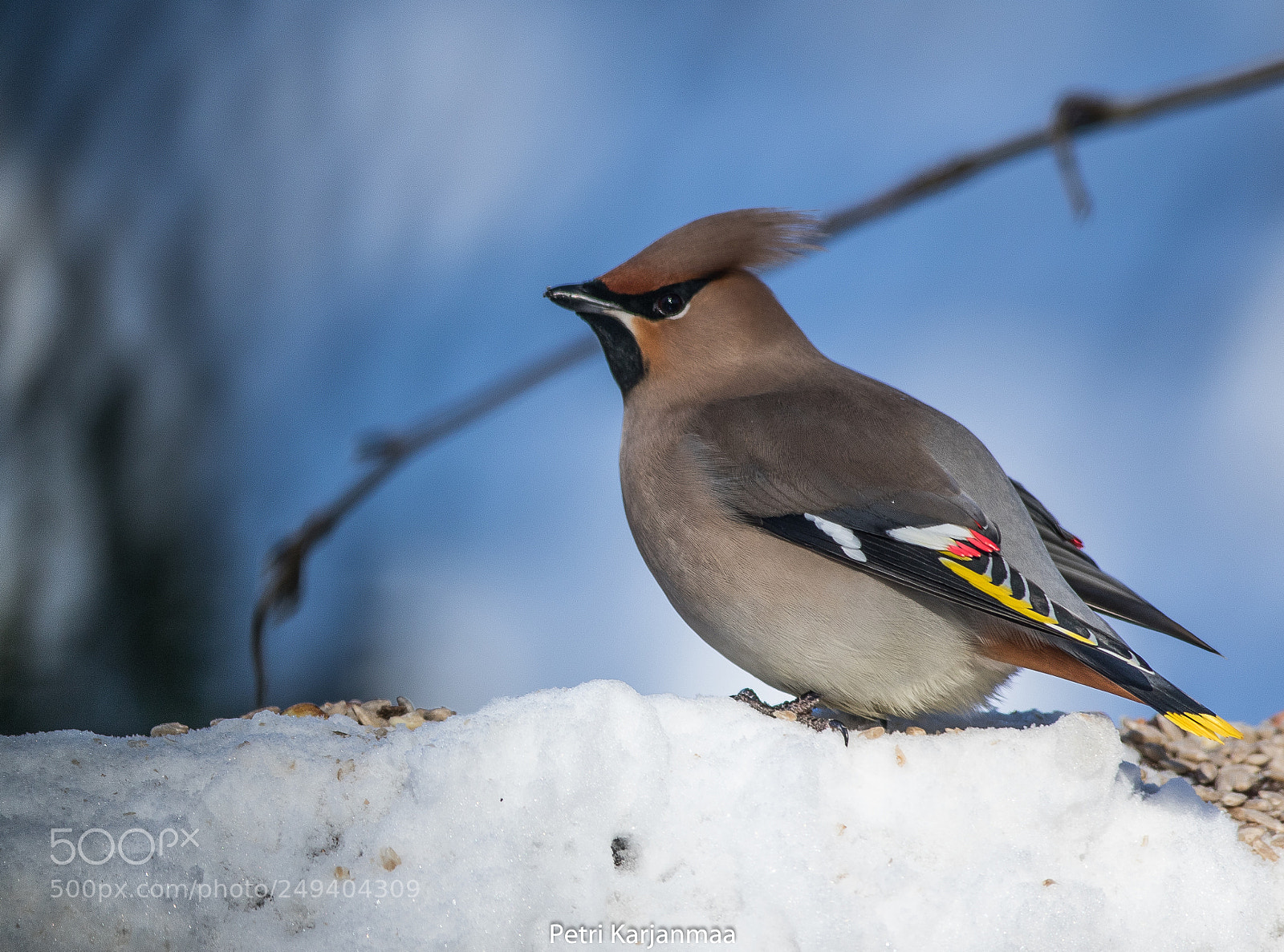 Canon EOS 7D Mark II sample photo. Bombycilla garrulus photography