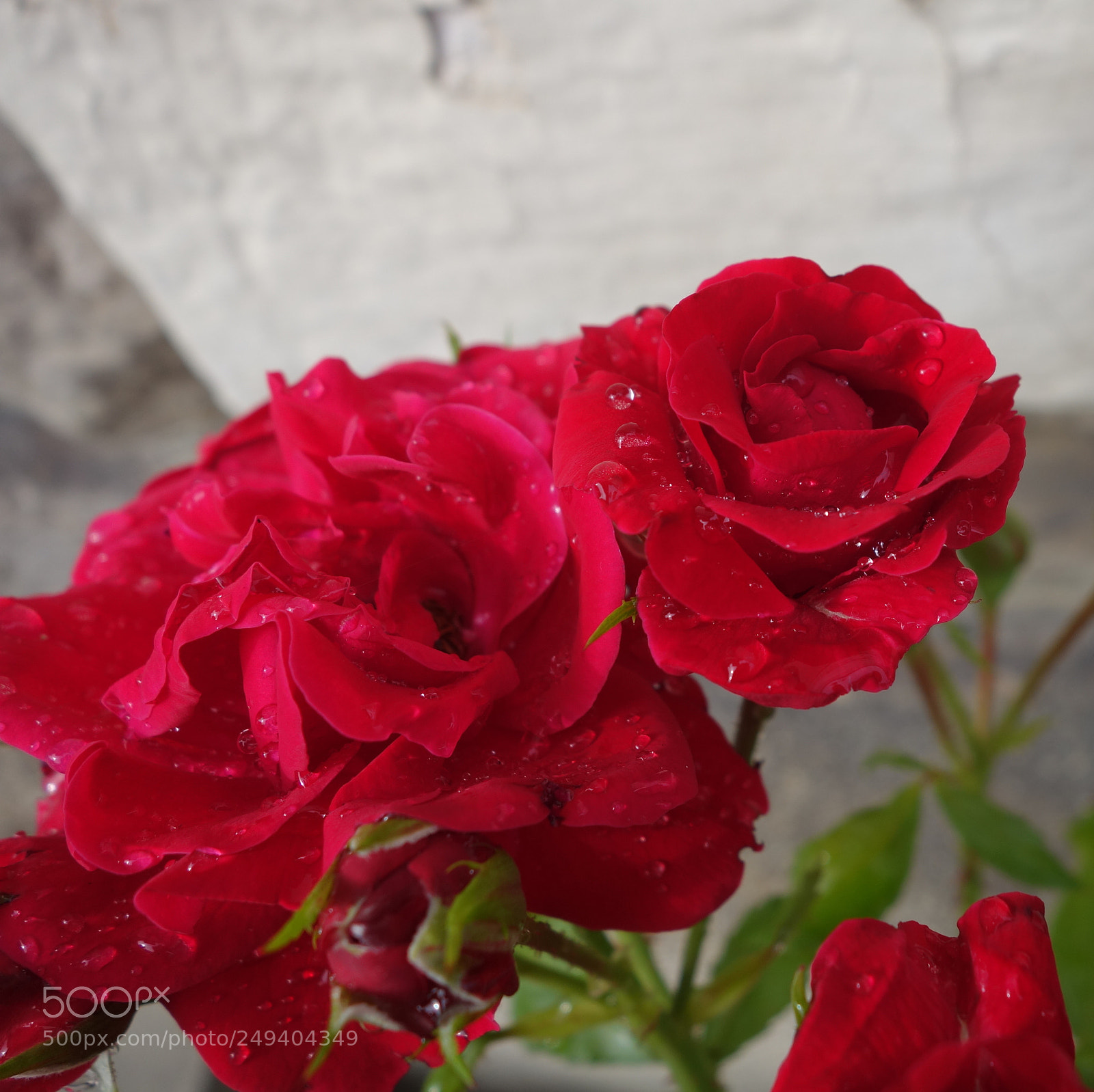 Sony Cyber-shot DSC-RX100 II sample photo. () cvp lot photography