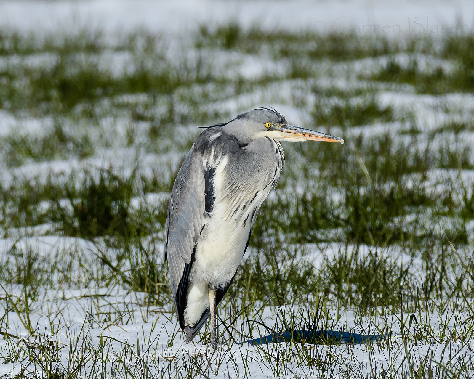 Nikon D500 sample photo. Grey heron photography