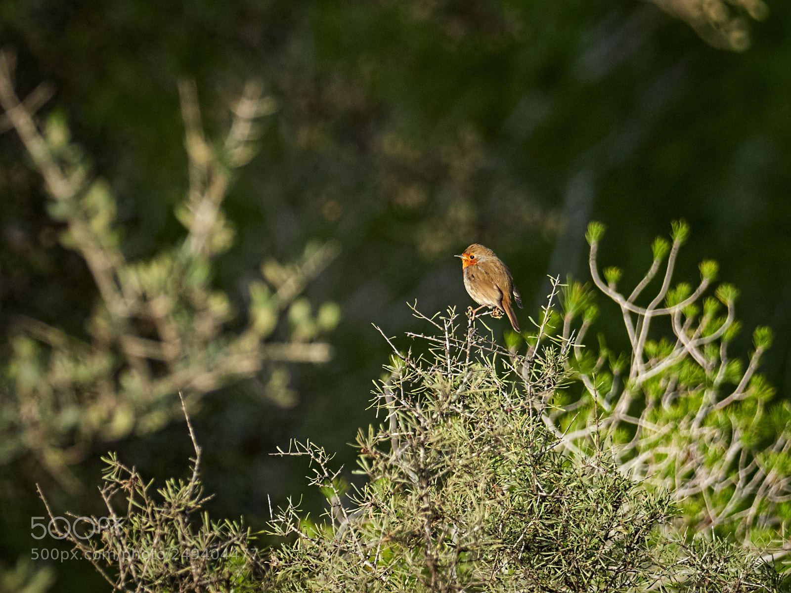 Olympus OM-D E-M1 Mark II sample photo. Mosquitero photography