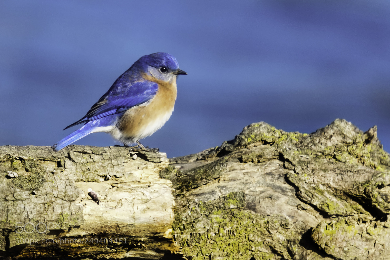 Sony SLT-A77 sample photo. River bluebird photography