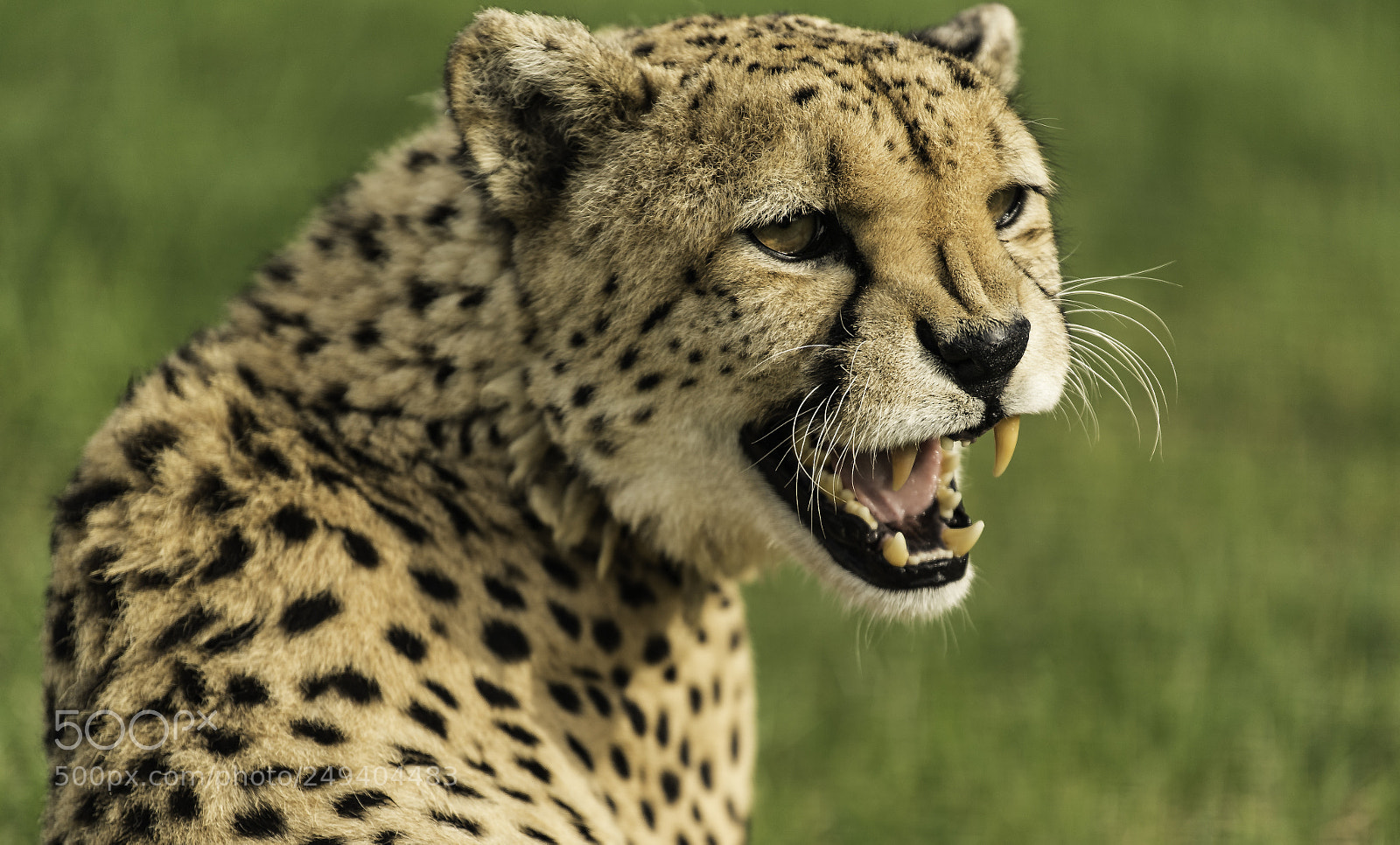 Nikon D5 sample photo. Cheetah series photography