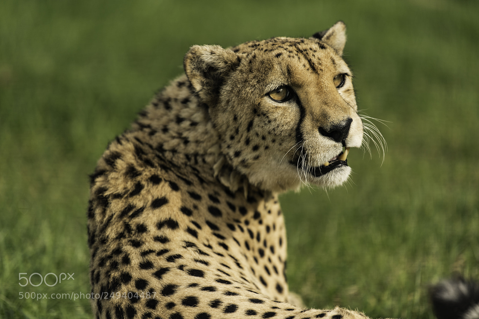 Nikon D5 sample photo. Cheetah series photography