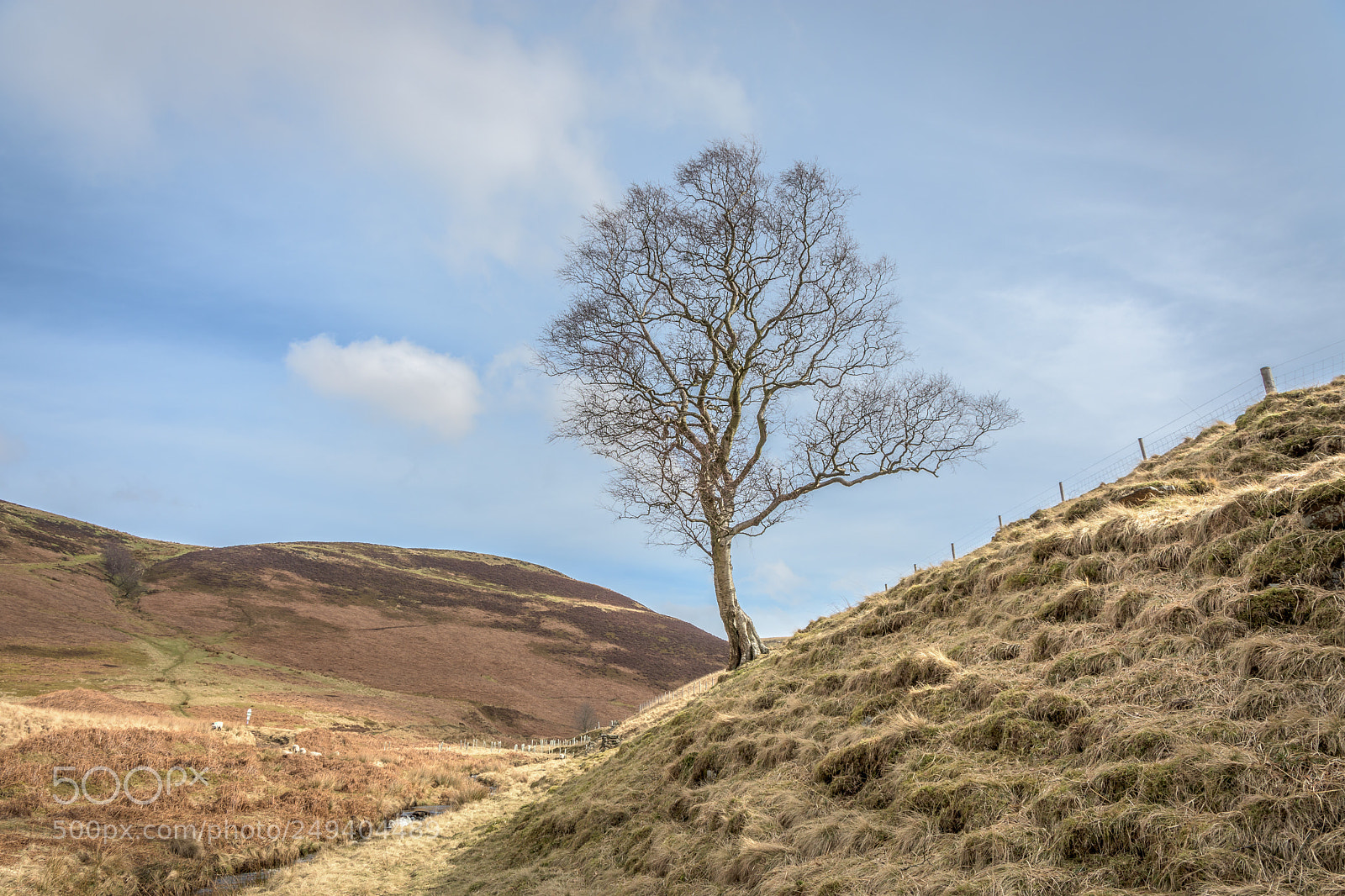 Nikon D7200 sample photo. Solitary tree, cranberry clough photography