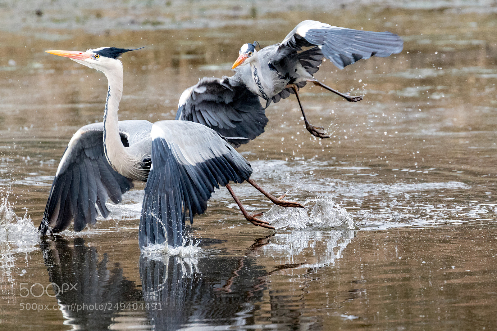 Canon EOS 80D sample photo. Fighting heron photography