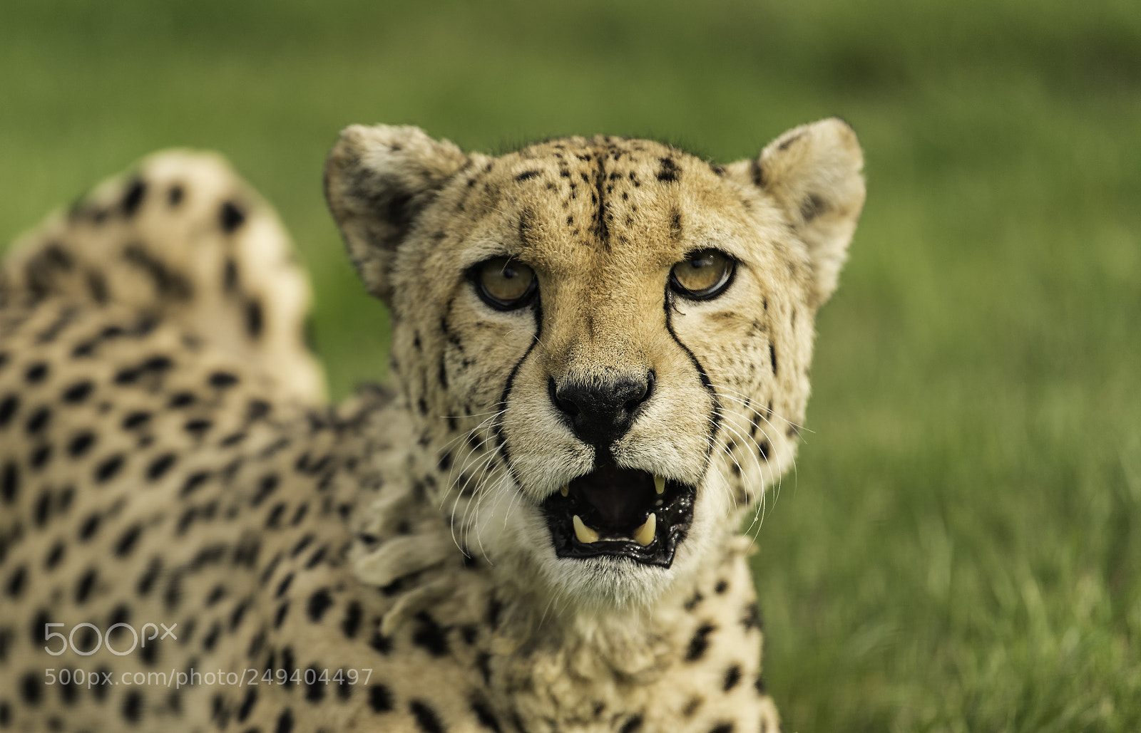 Nikon D5 sample photo. Cheetah series photography