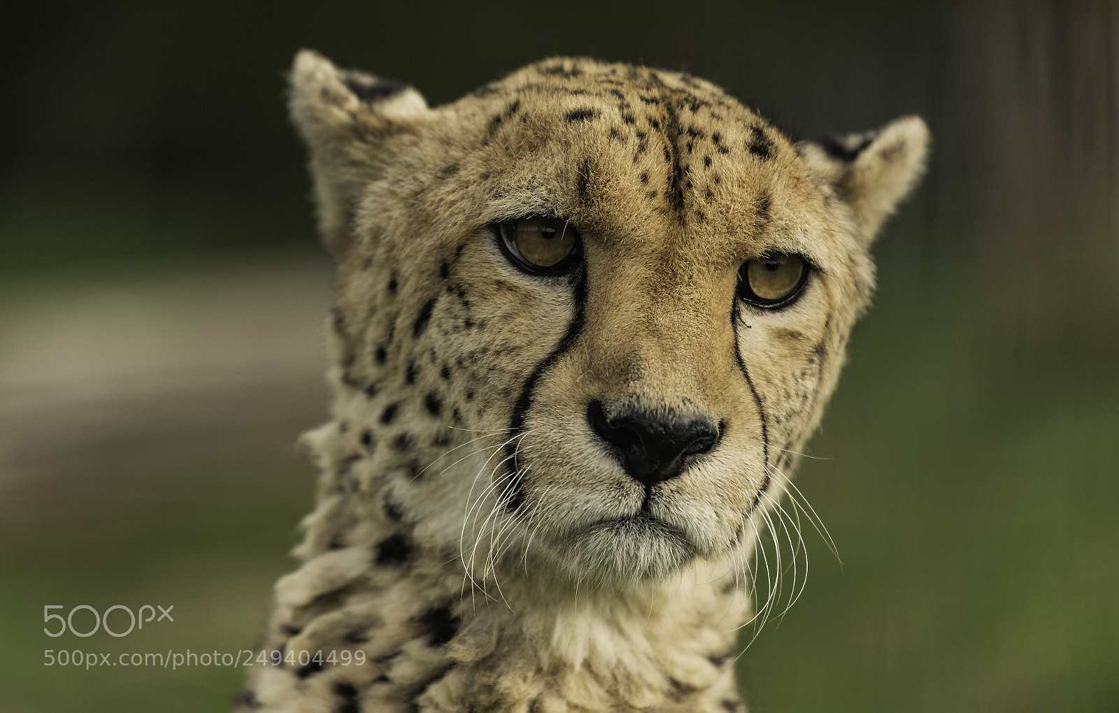 Nikon D5 sample photo. Cheetah series photography