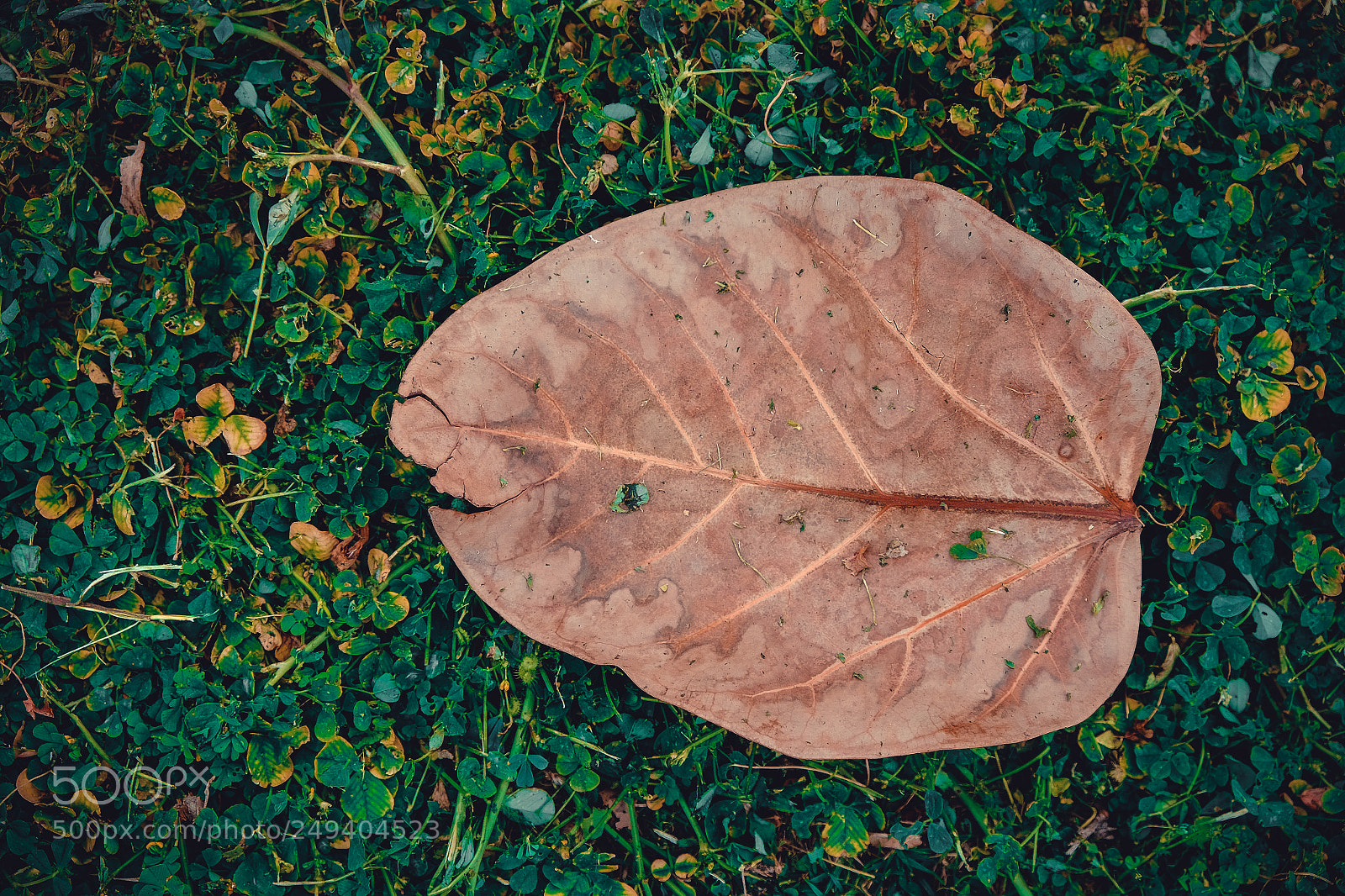 Fujifilm X-T1 sample photo. Big one photography
