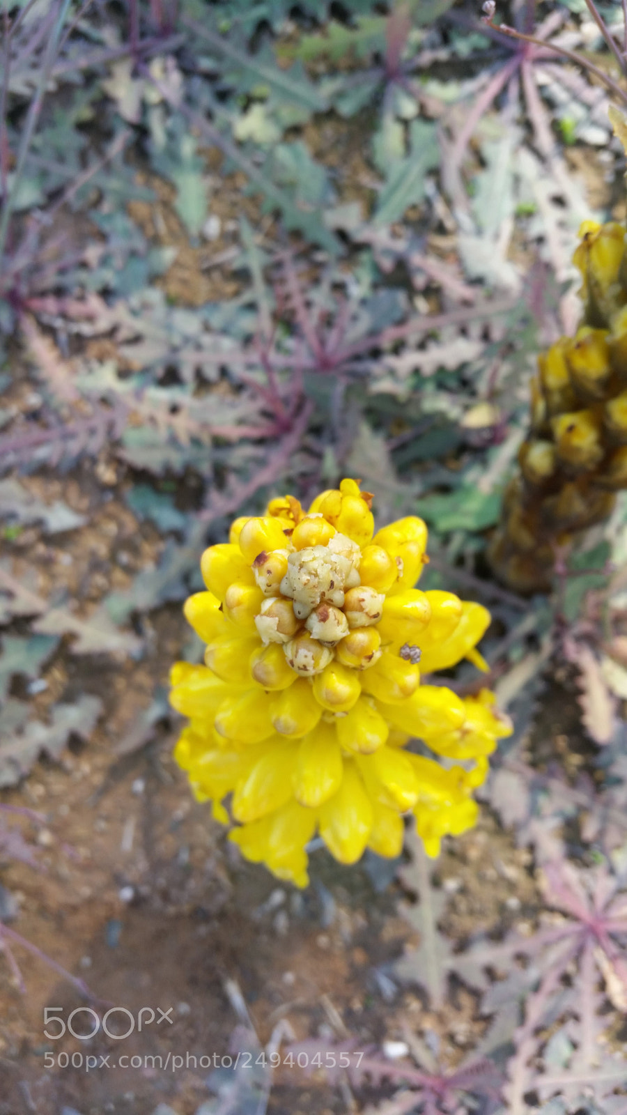 Samsung Galaxy S5 sample photo. Flowers photography