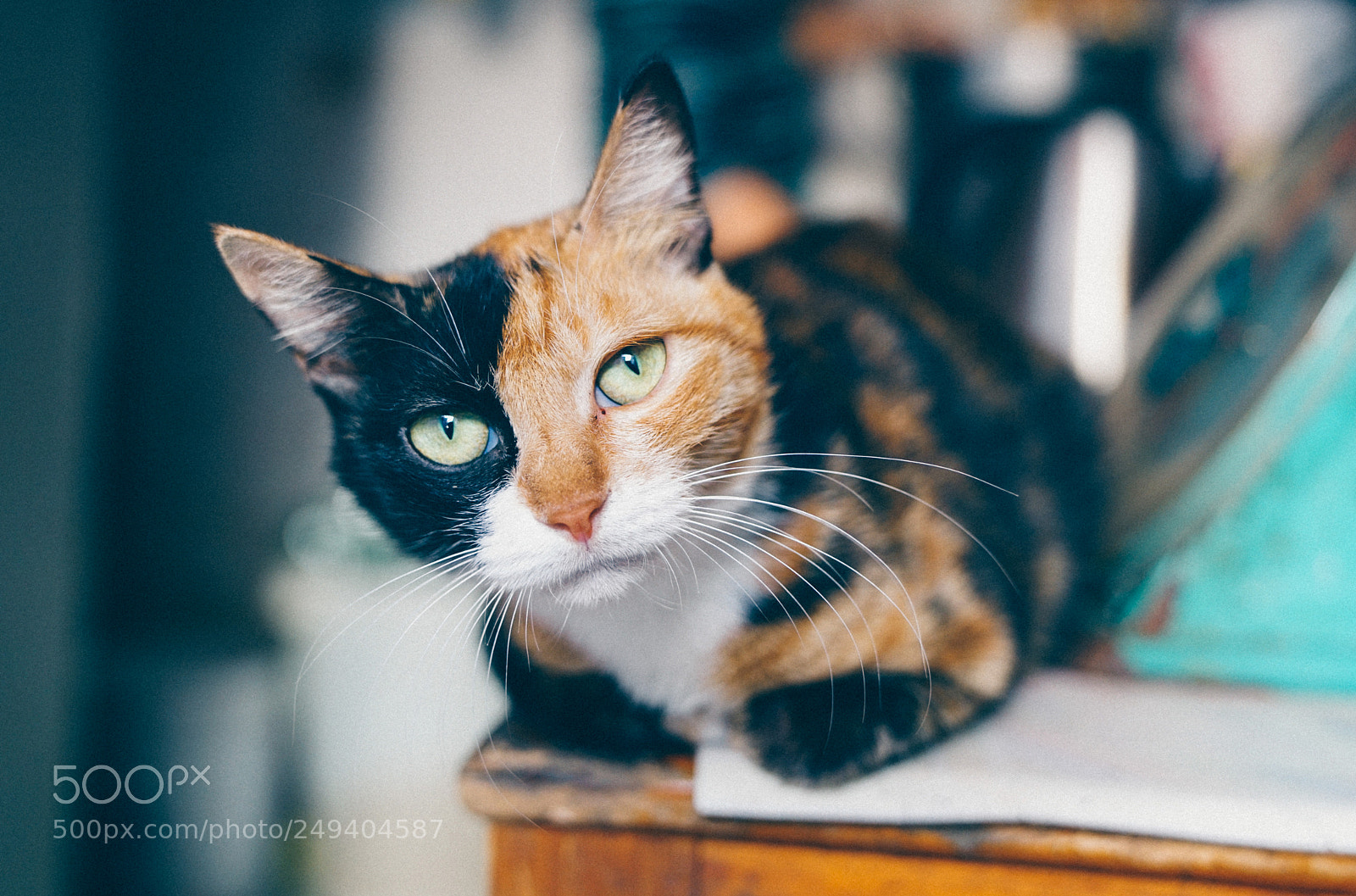 Sony a7R II sample photo. Cat photography