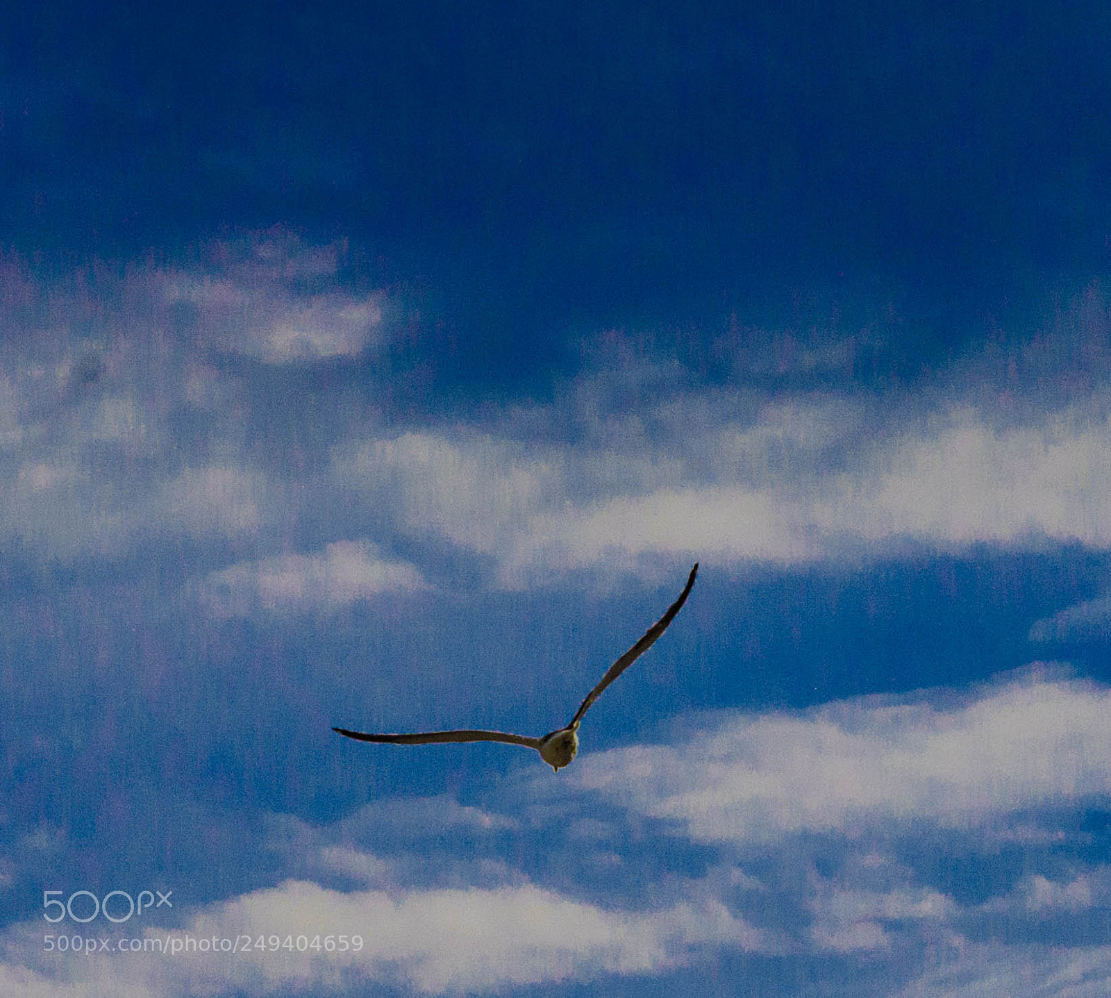 Nikon D5100 sample photo. A ess ncia do photography