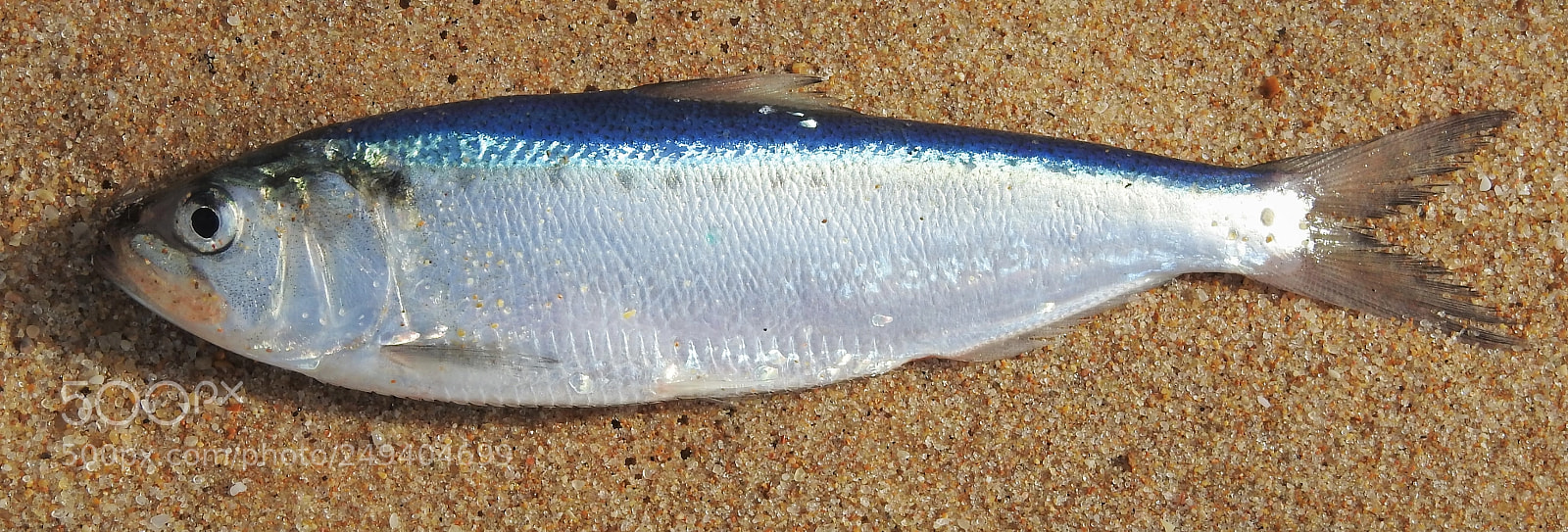 Nikon Coolpix P900 sample photo. Fish photography