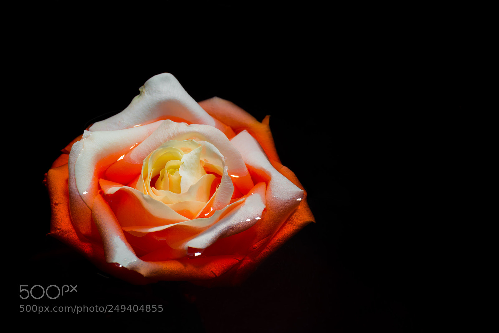 Nikon D610 sample photo. Blood rose ii photography