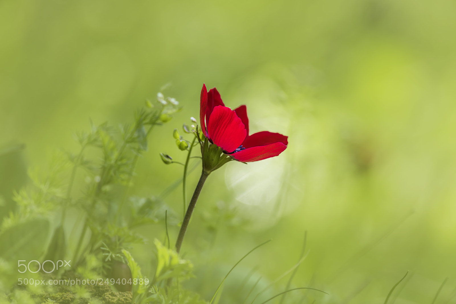 Nikon D810 sample photo. Anemone photography