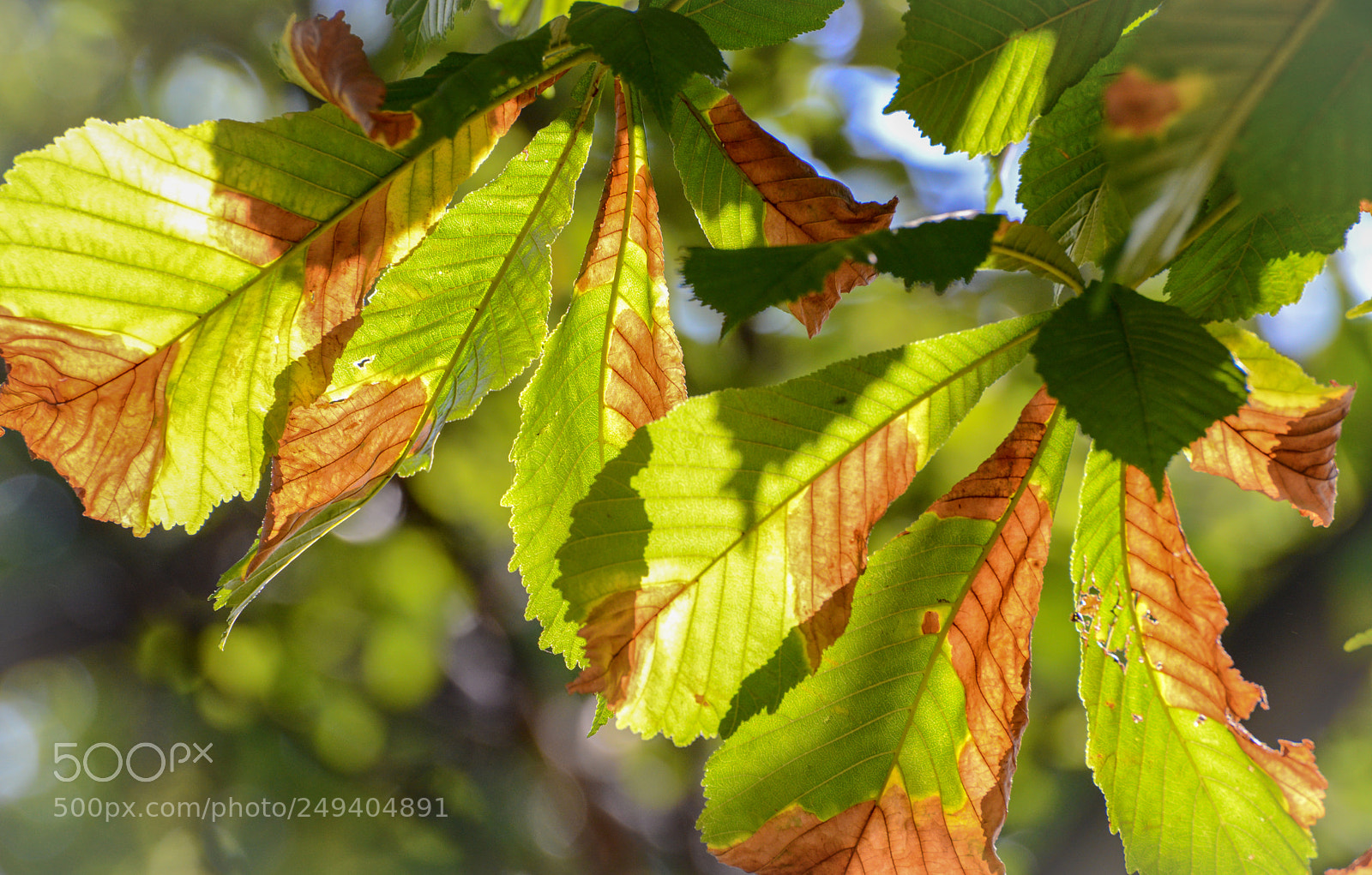 Nikon D600 sample photo. Natural backlight photography
