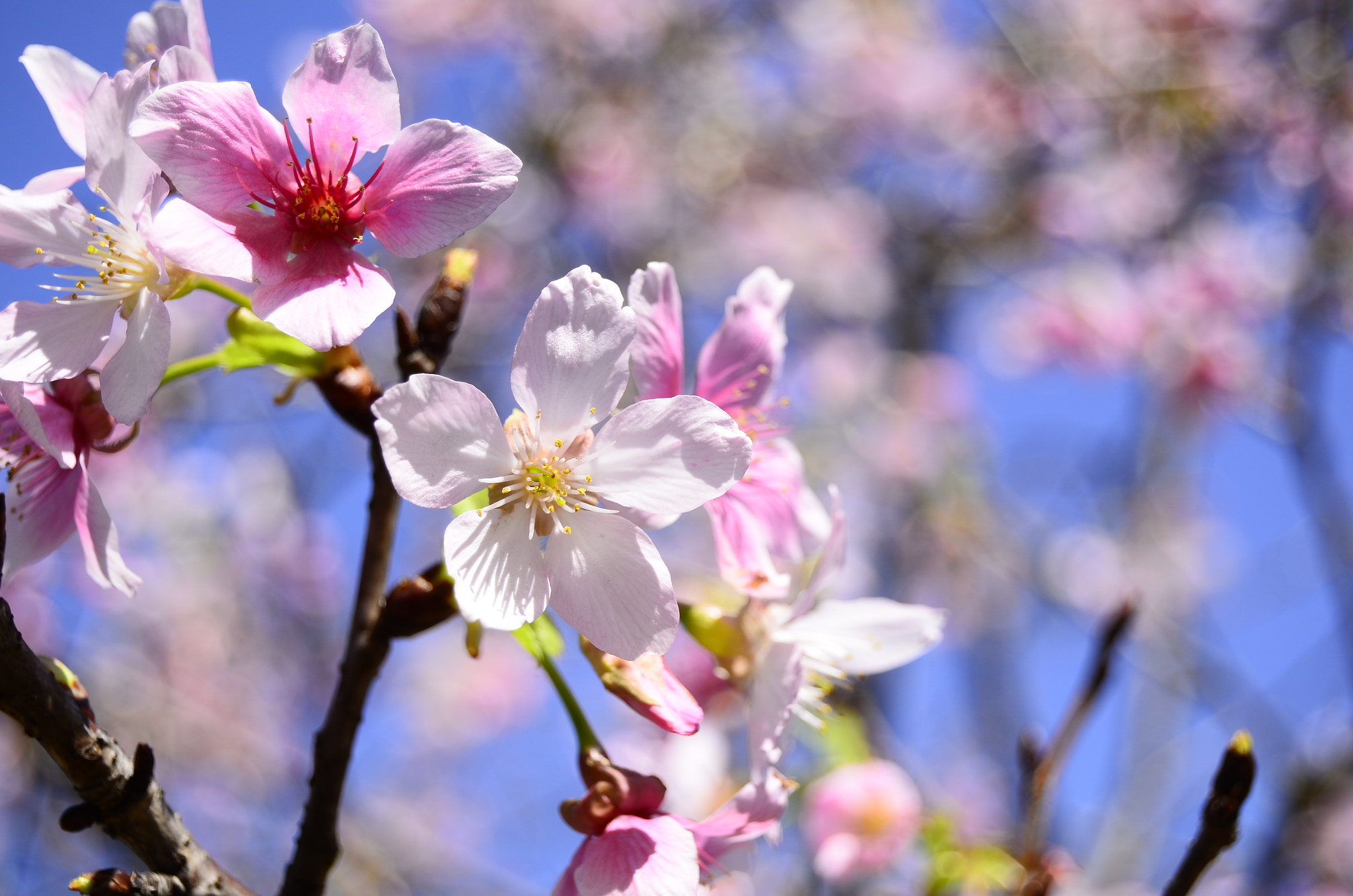 Nikon D7000 sample photo. 樱花 photography