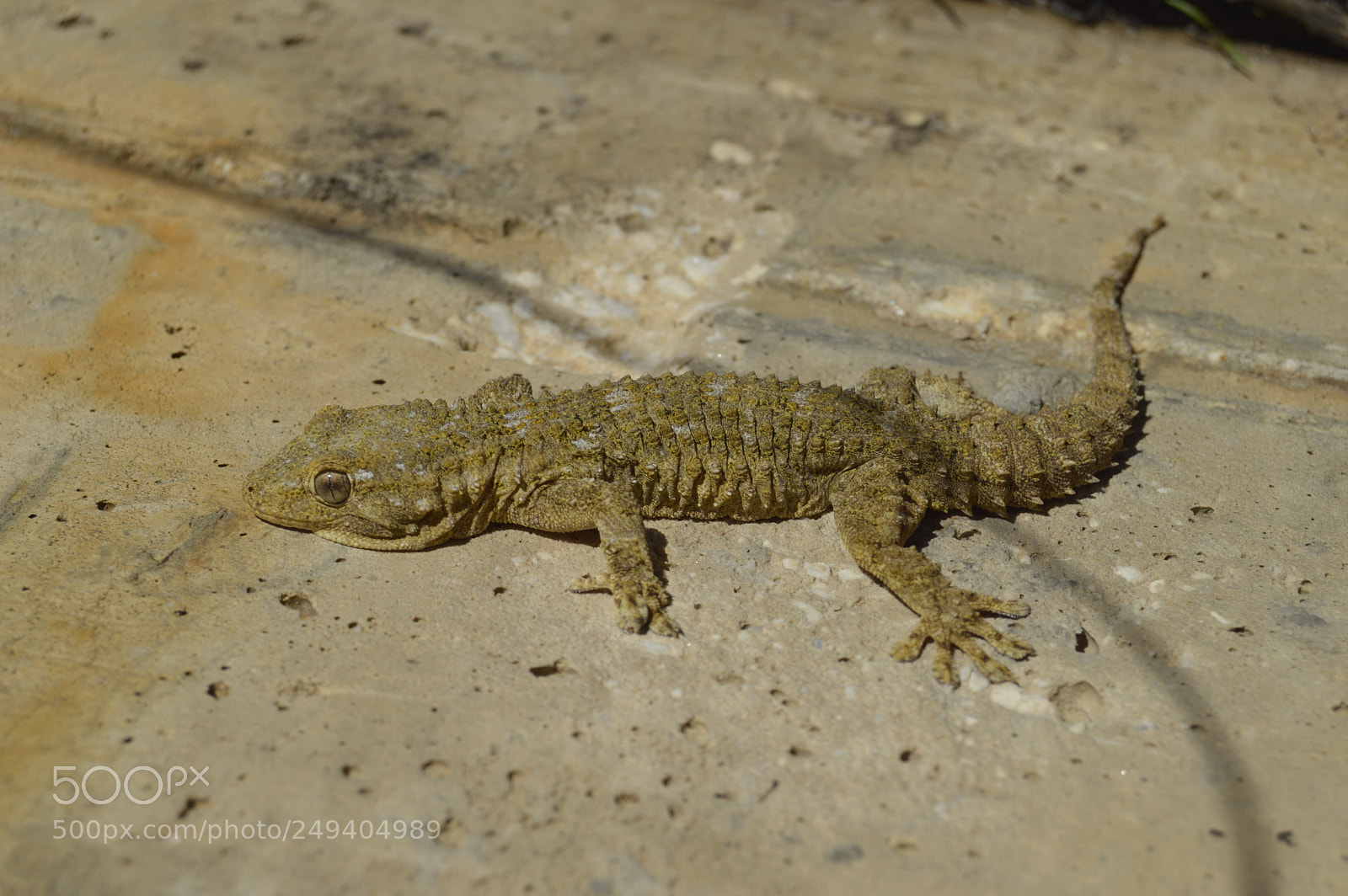 Nikon D3200 sample photo. Geco photography