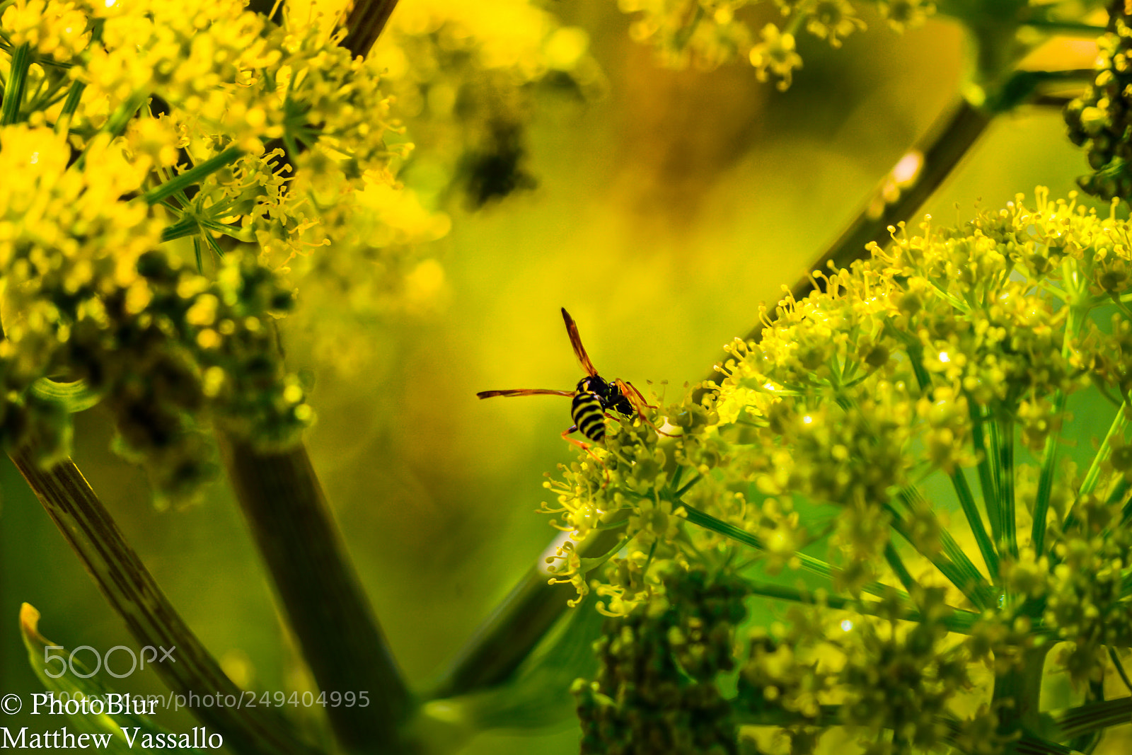 Sony a7R II sample photo. Hornet photography