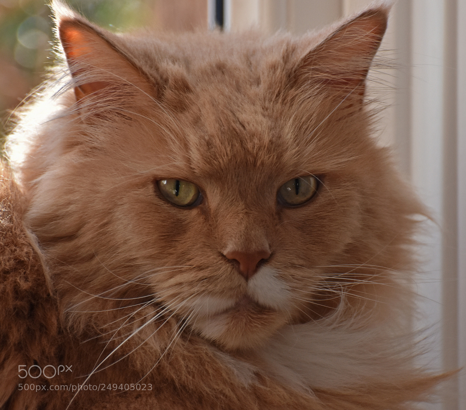 Nikon D7200 sample photo. What do you want? photography