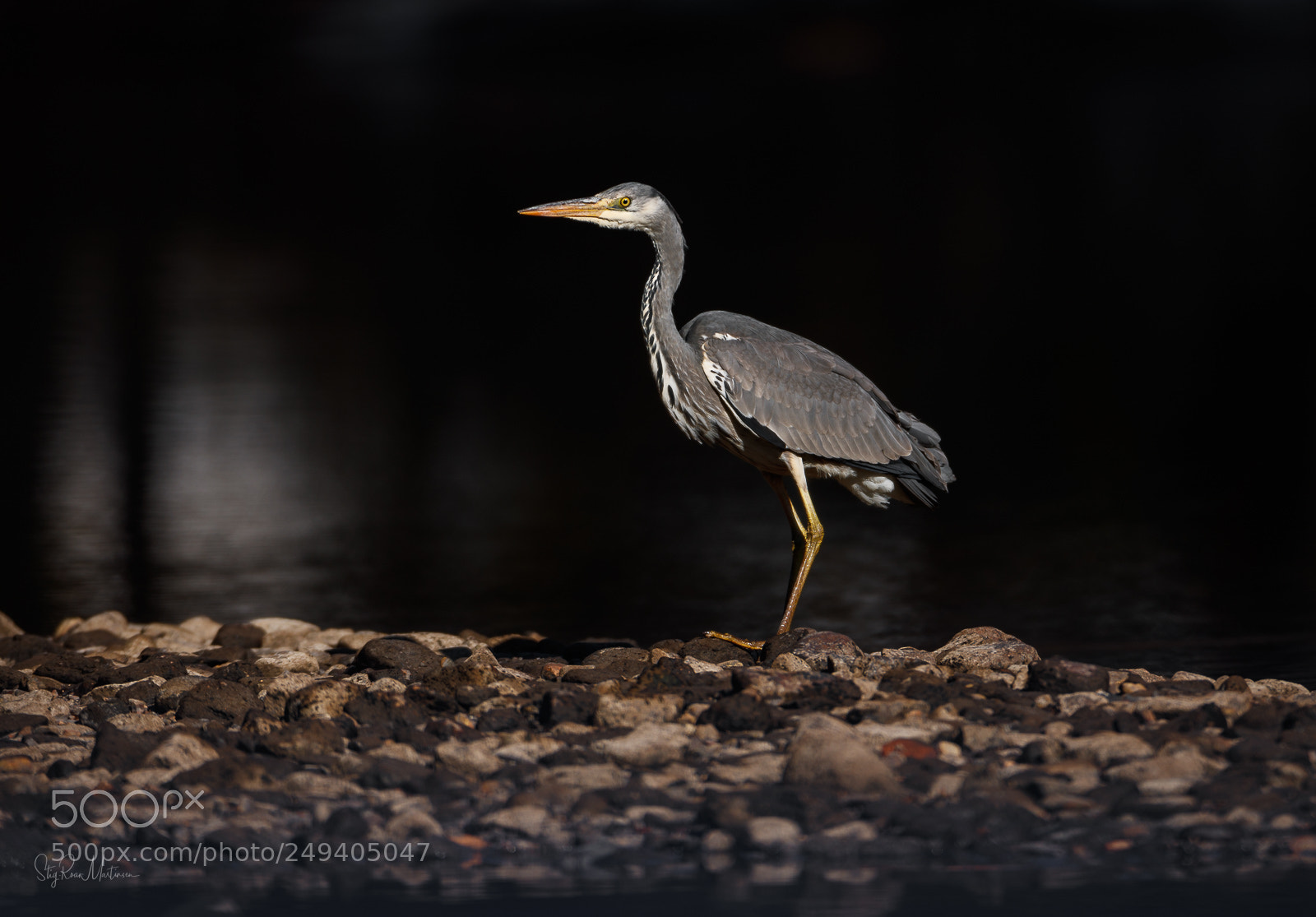 Canon EOS-1D X Mark II sample photo. Gråhegre (ardea cinerea). photography
