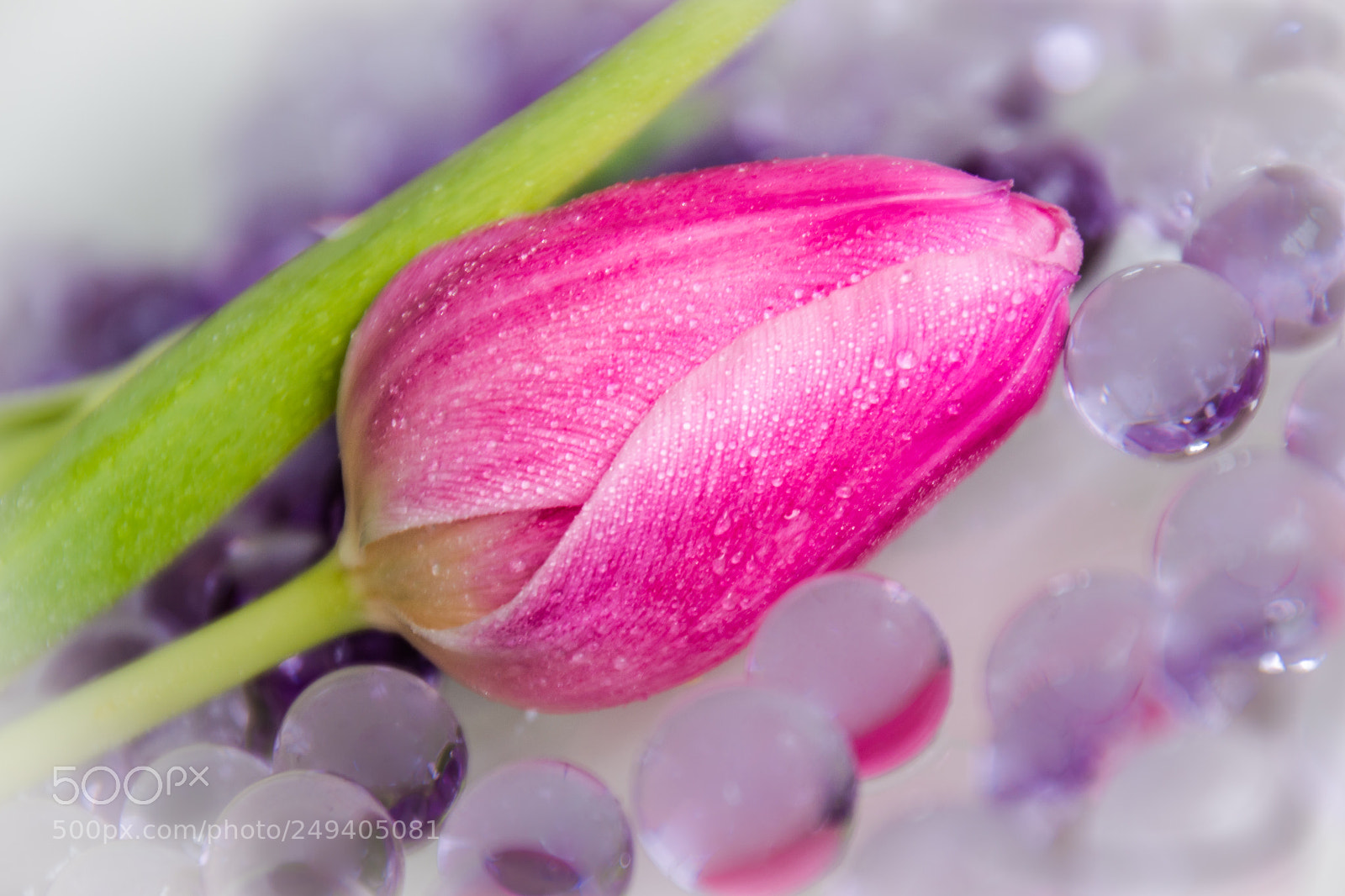 Nikon D3100 sample photo. Pink tulip photography