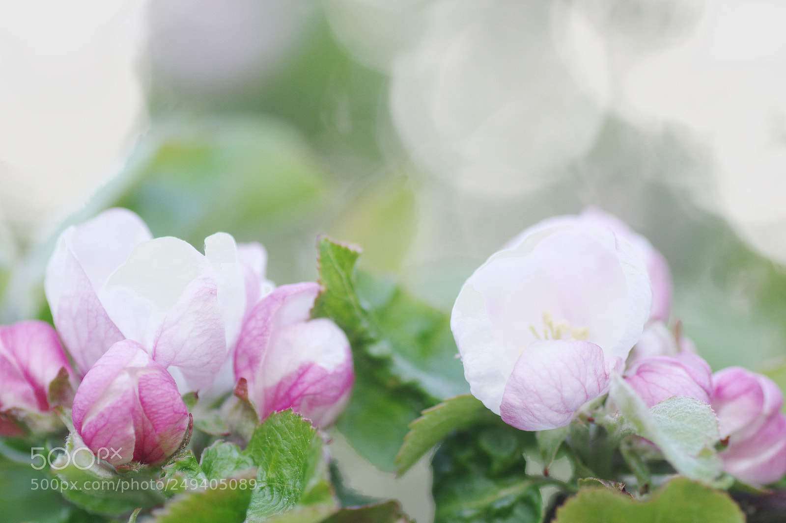 Pentax K-3 sample photo. Apple blooms photography