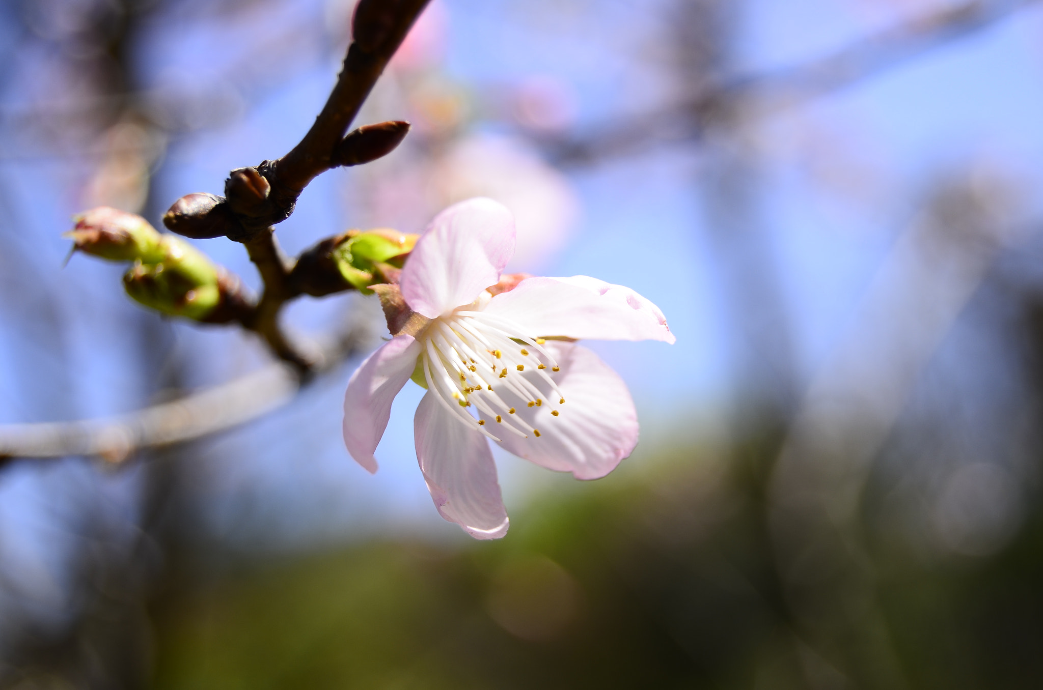 Nikon D7000 sample photo. 樱花 photography