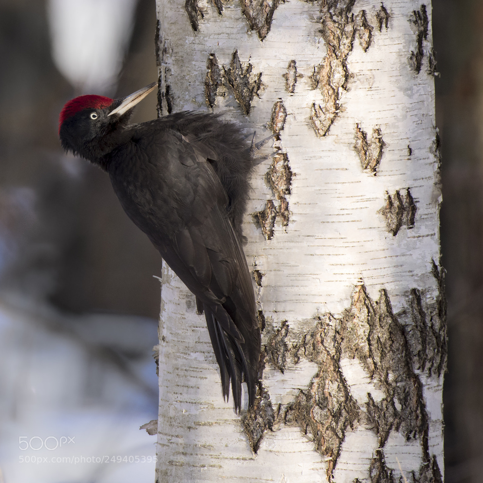 Nikon D810 sample photo. Black woodpecker photography