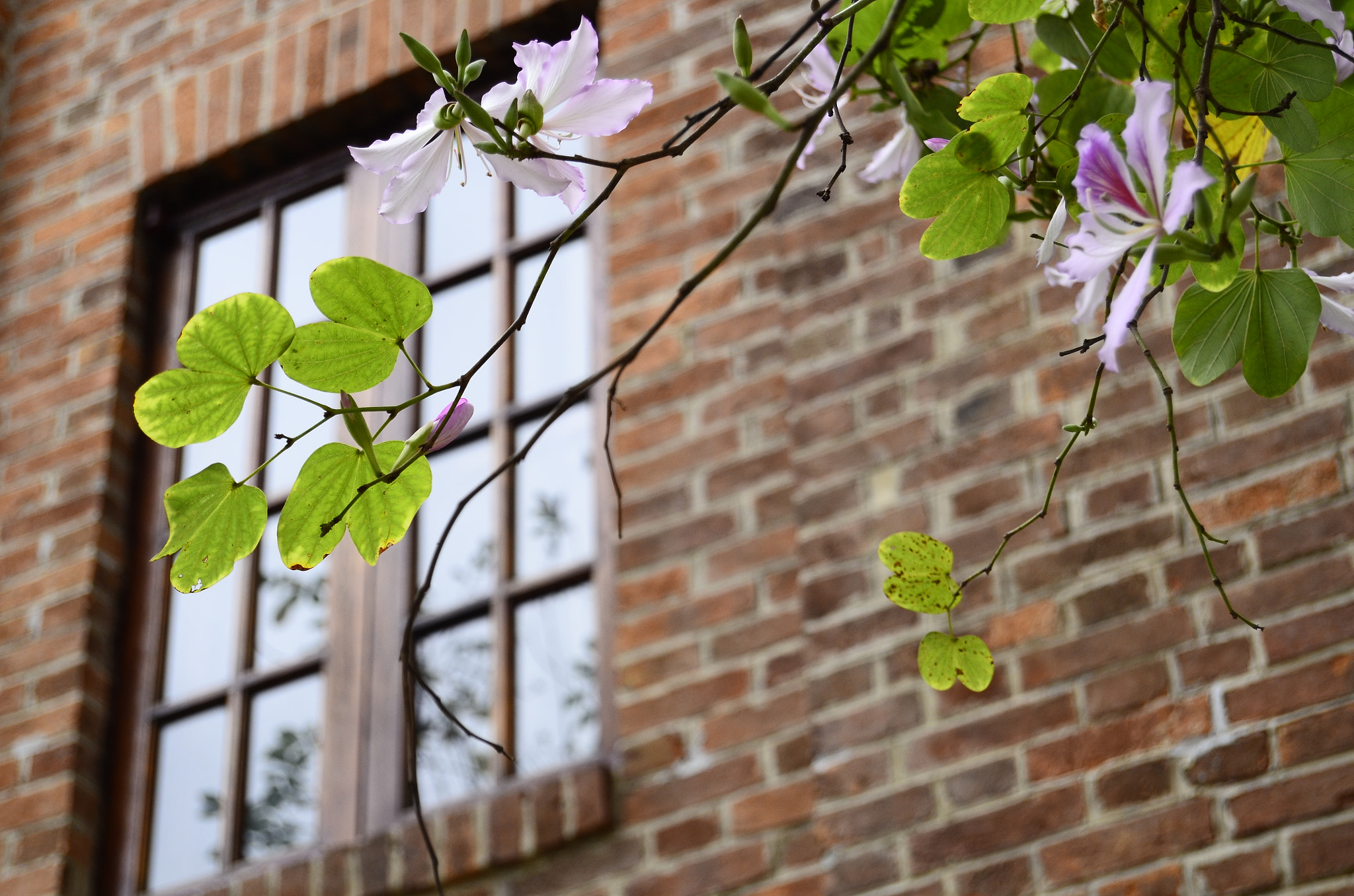 Nikon D7000 sample photo. 春意浓 photography