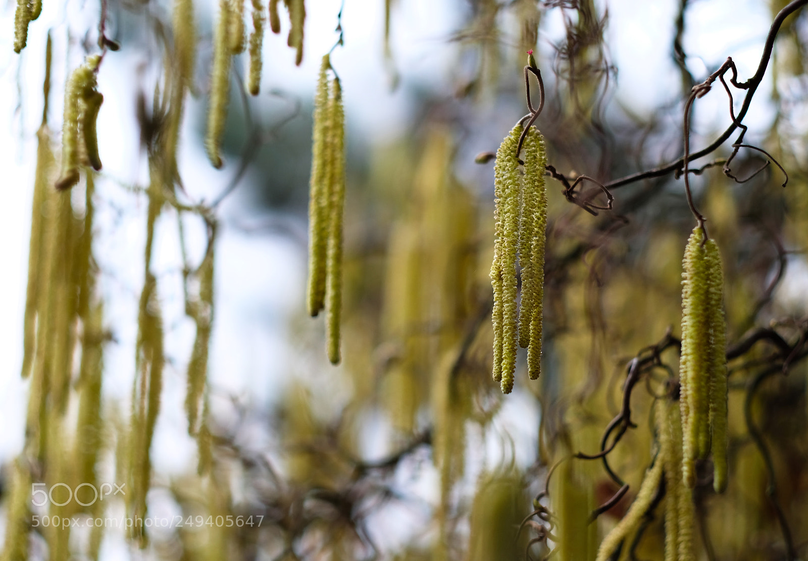 Fujifilm X-T2 sample photo. Spring photography