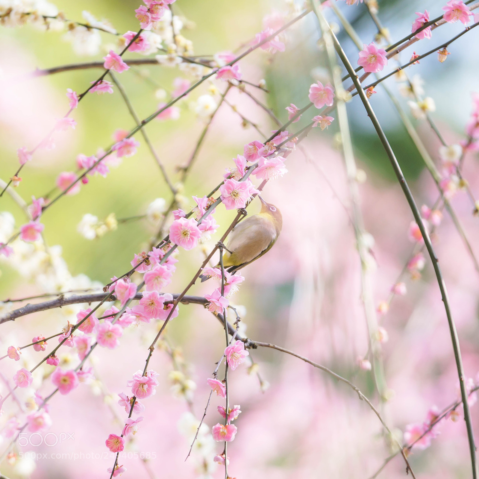 Sony a7R II sample photo. Spring has come photography