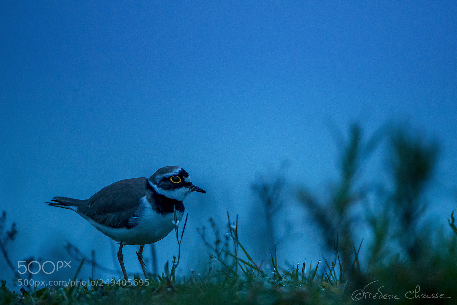 Nikon D800E sample photo. Charadrius dubius photography
